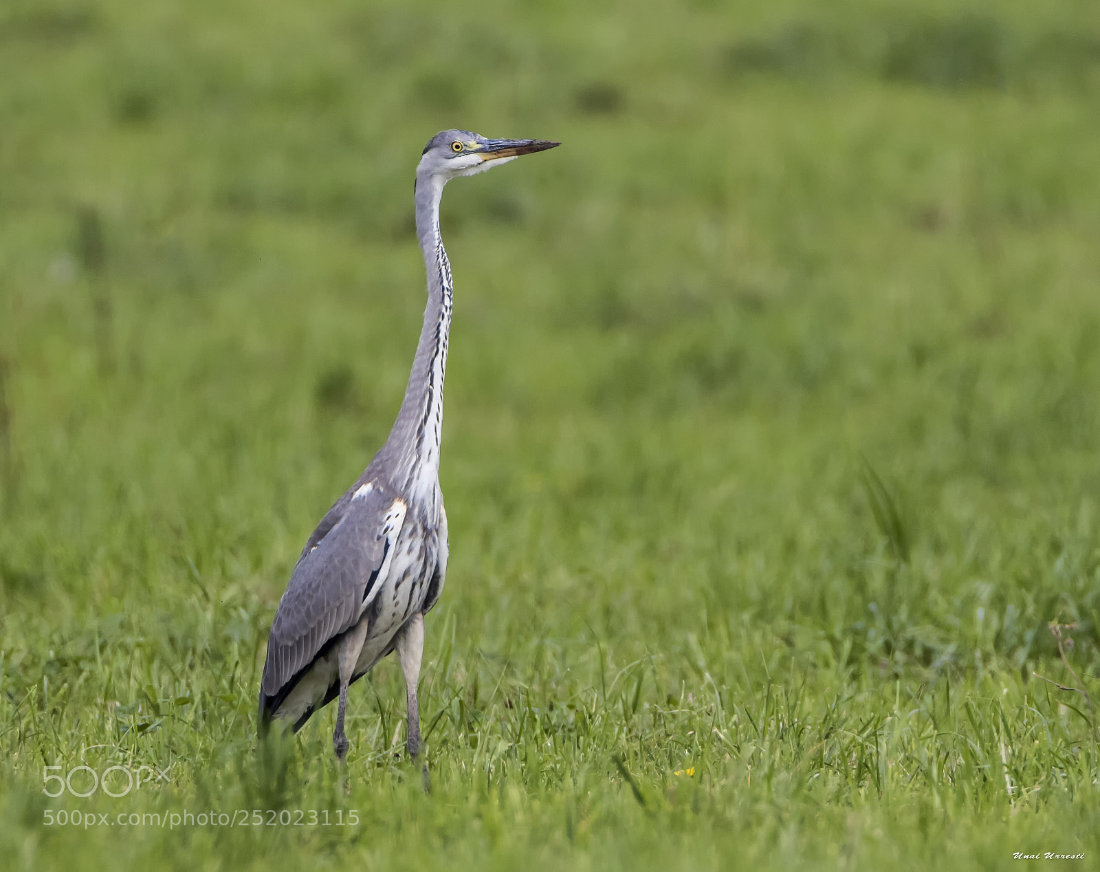 Canon EOS 77D (EOS 9000D / EOS 770D) sample photo. Garza real. photography