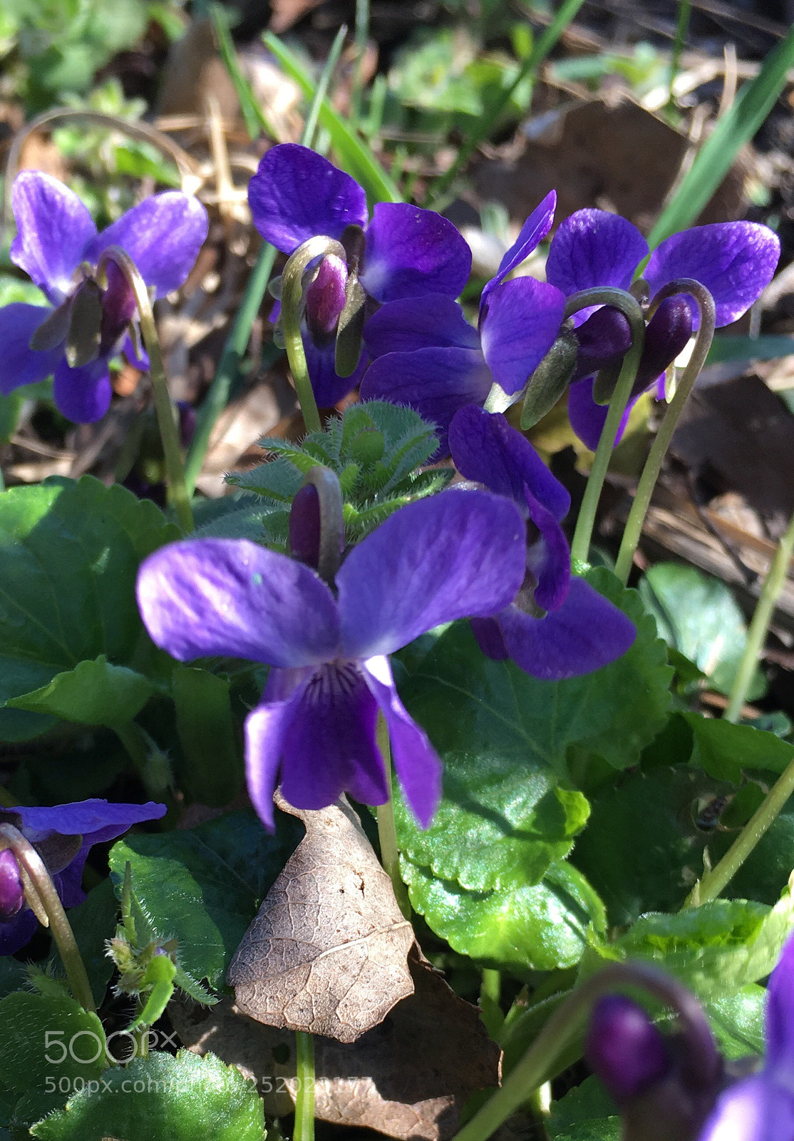 Apple iPhone 6s sample photo. Violets photography