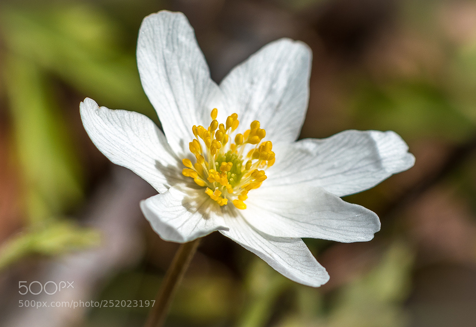 Canon EOS 5D Mark IV sample photo. Blooming messenger of spring photography