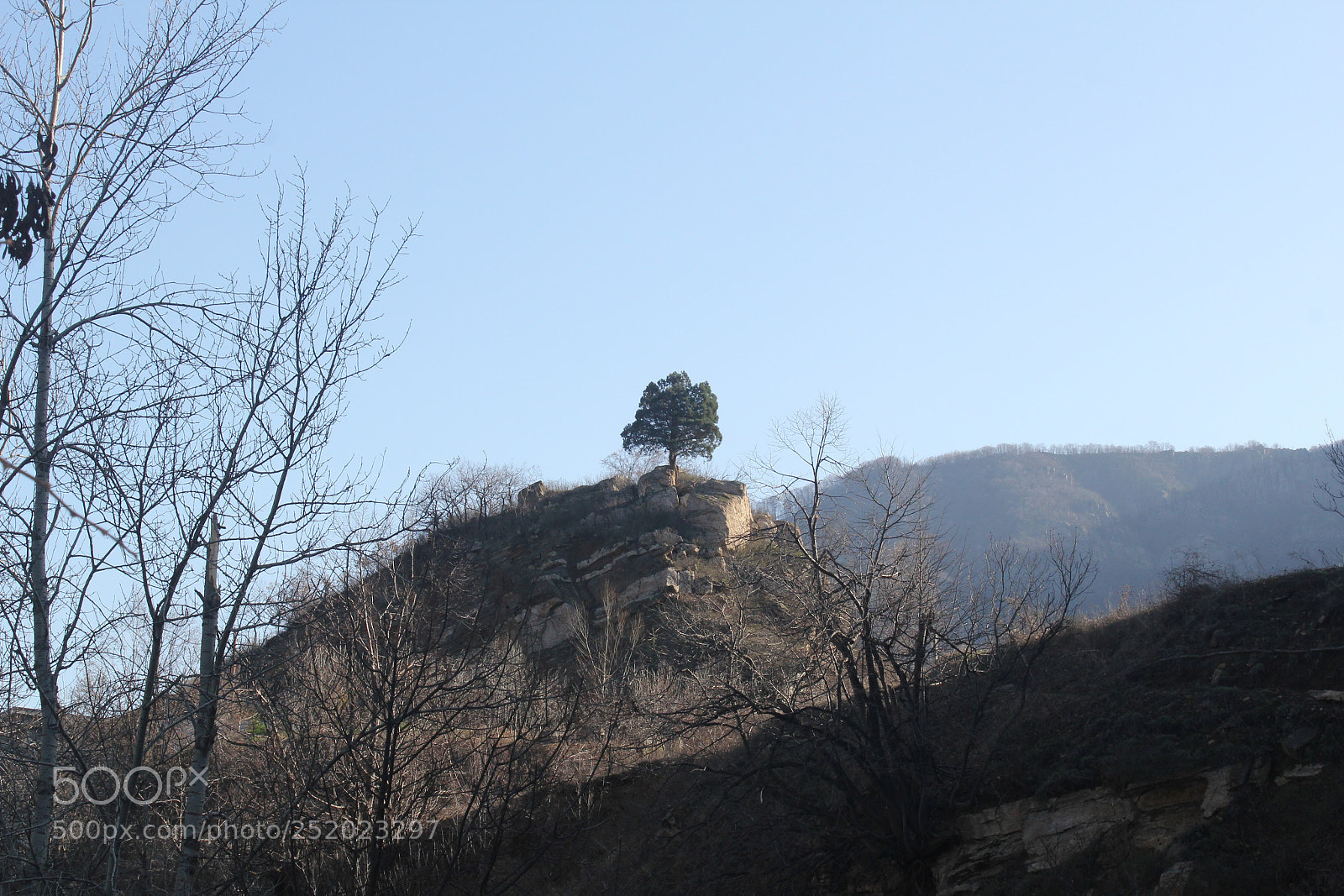 Canon EF-S 18-55mm F3.5-5.6 IS sample photo. The tree photography