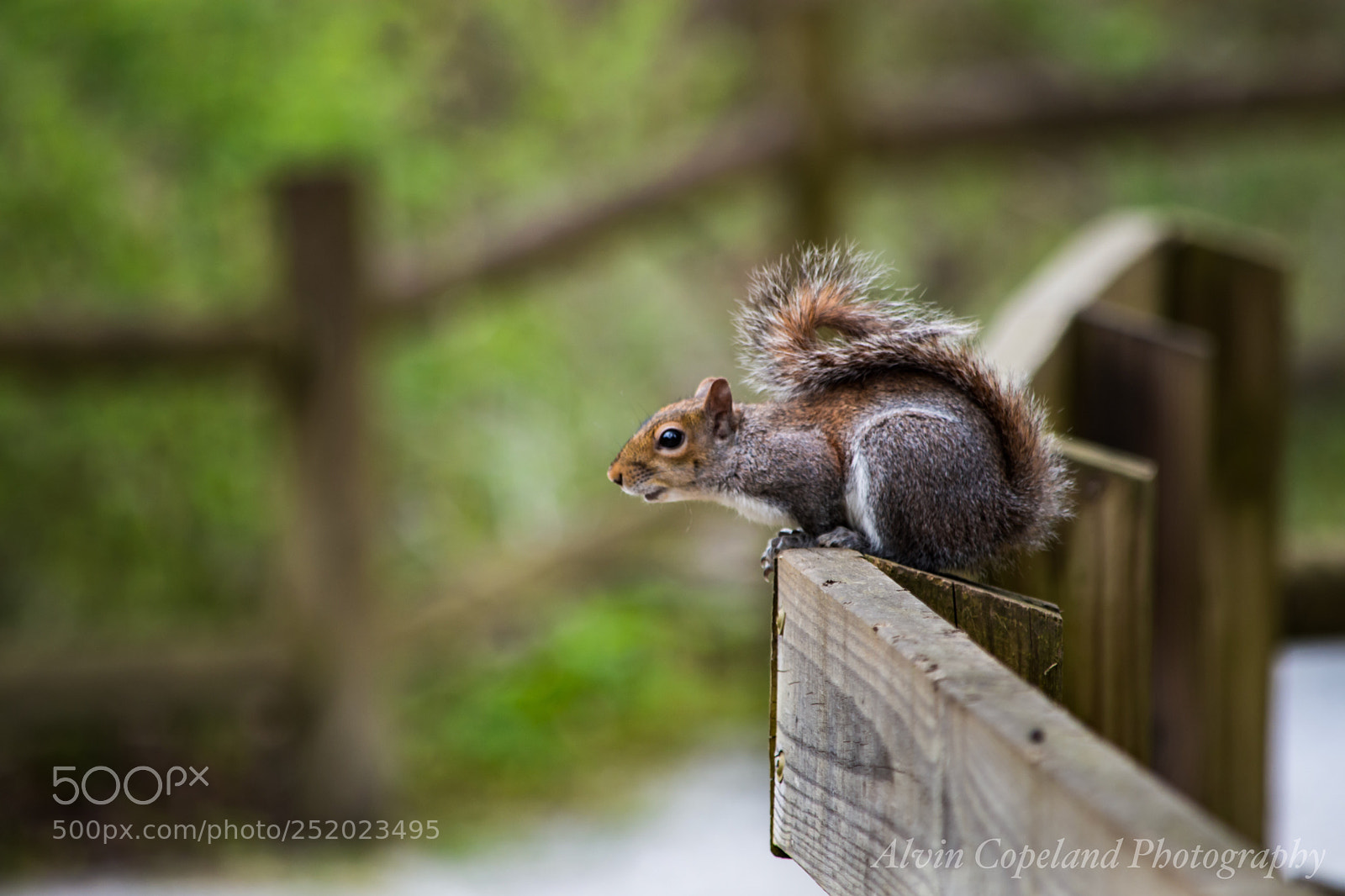 Nikon D7200 sample photo. On the fence photography