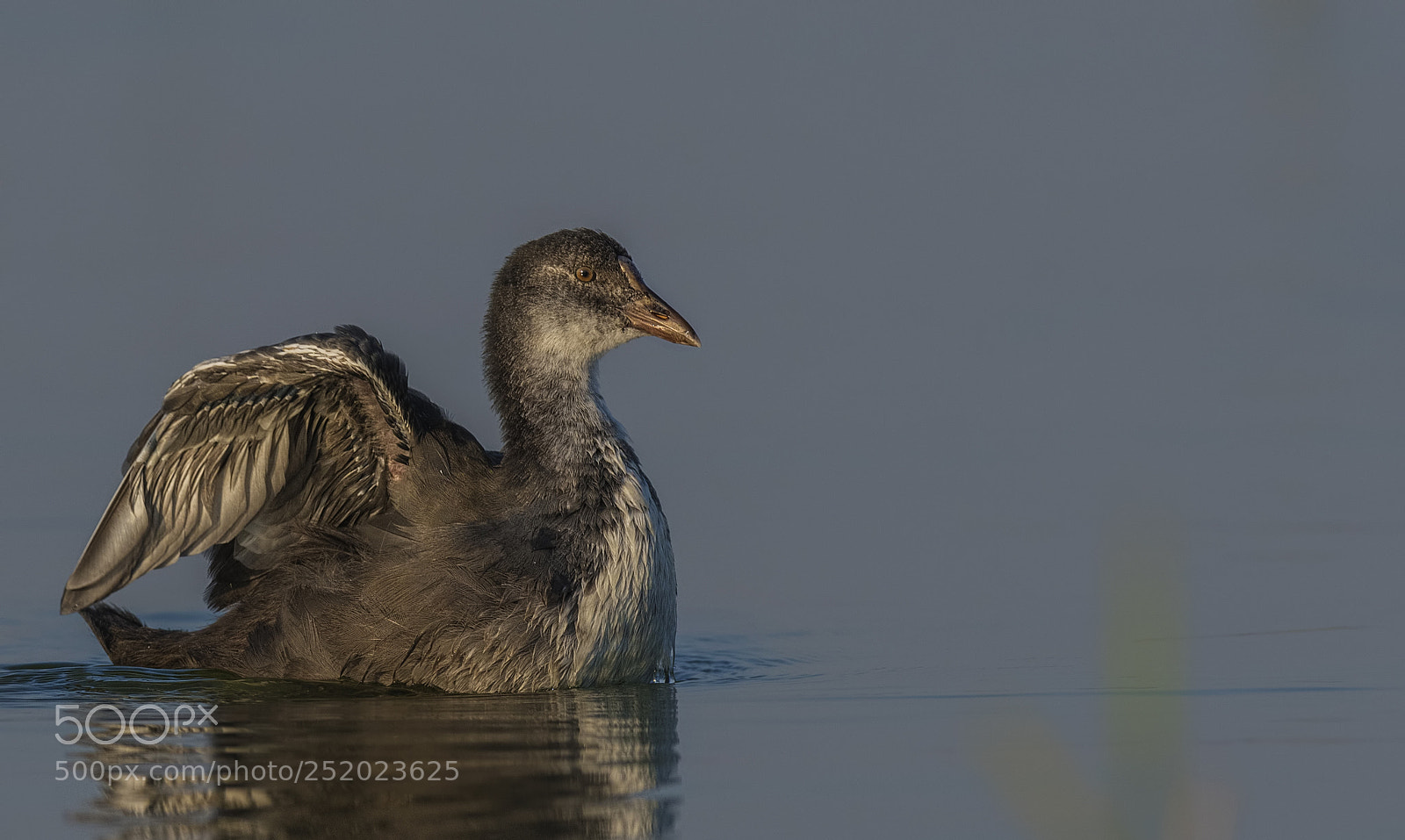 Nikon D500 sample photo. Eurasian coot photography