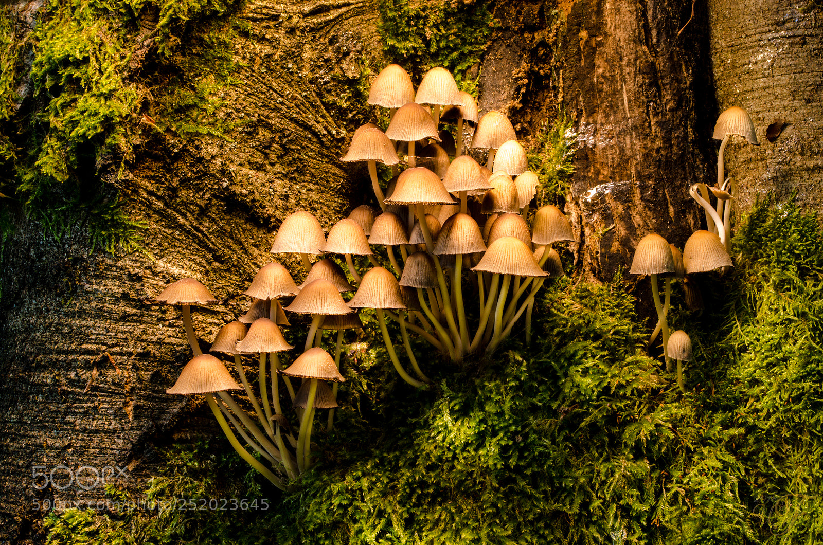 Nikon D5100 sample photo. Pilzgruppe ! photography