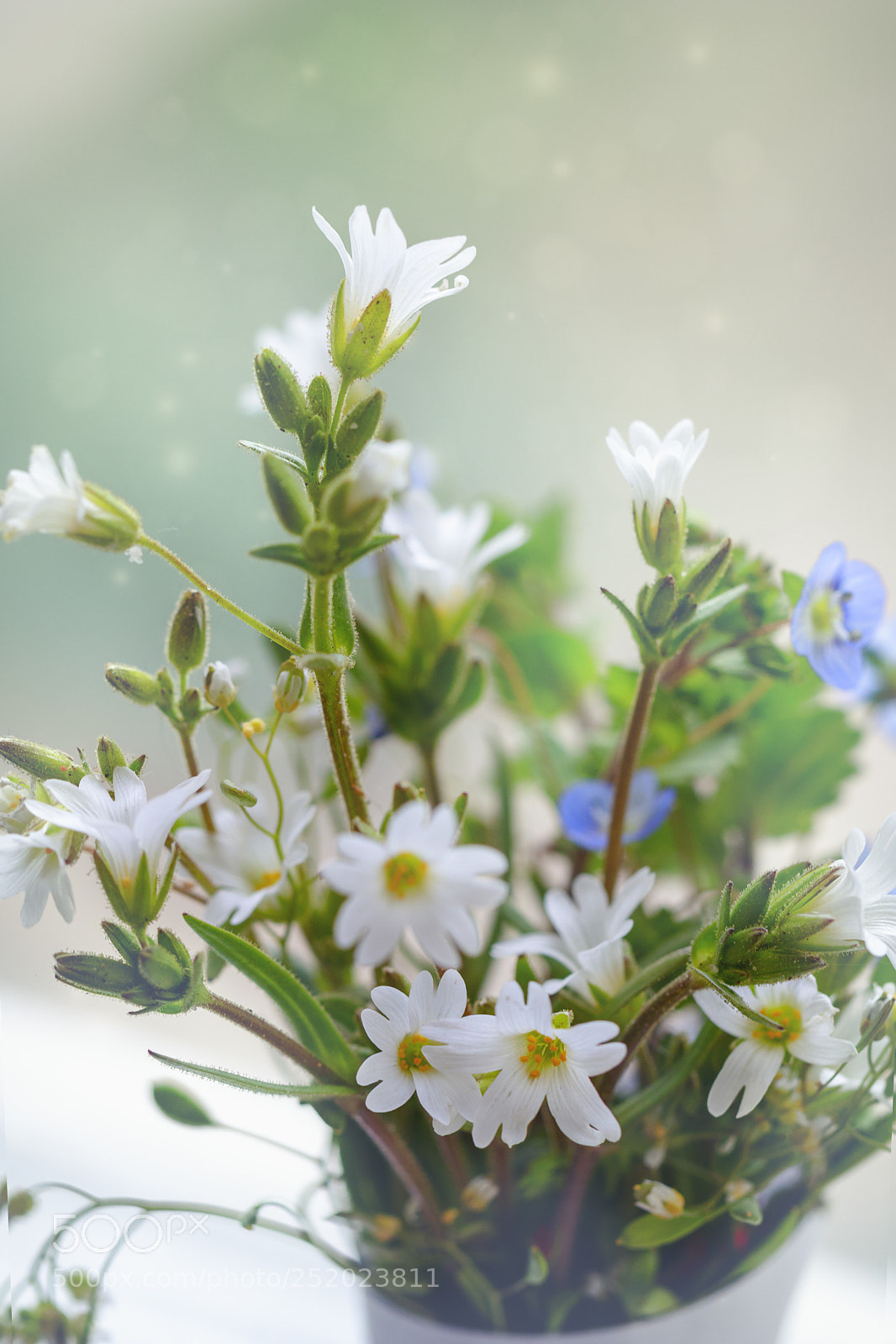 Canon EOS 80D sample photo. Flowers photography