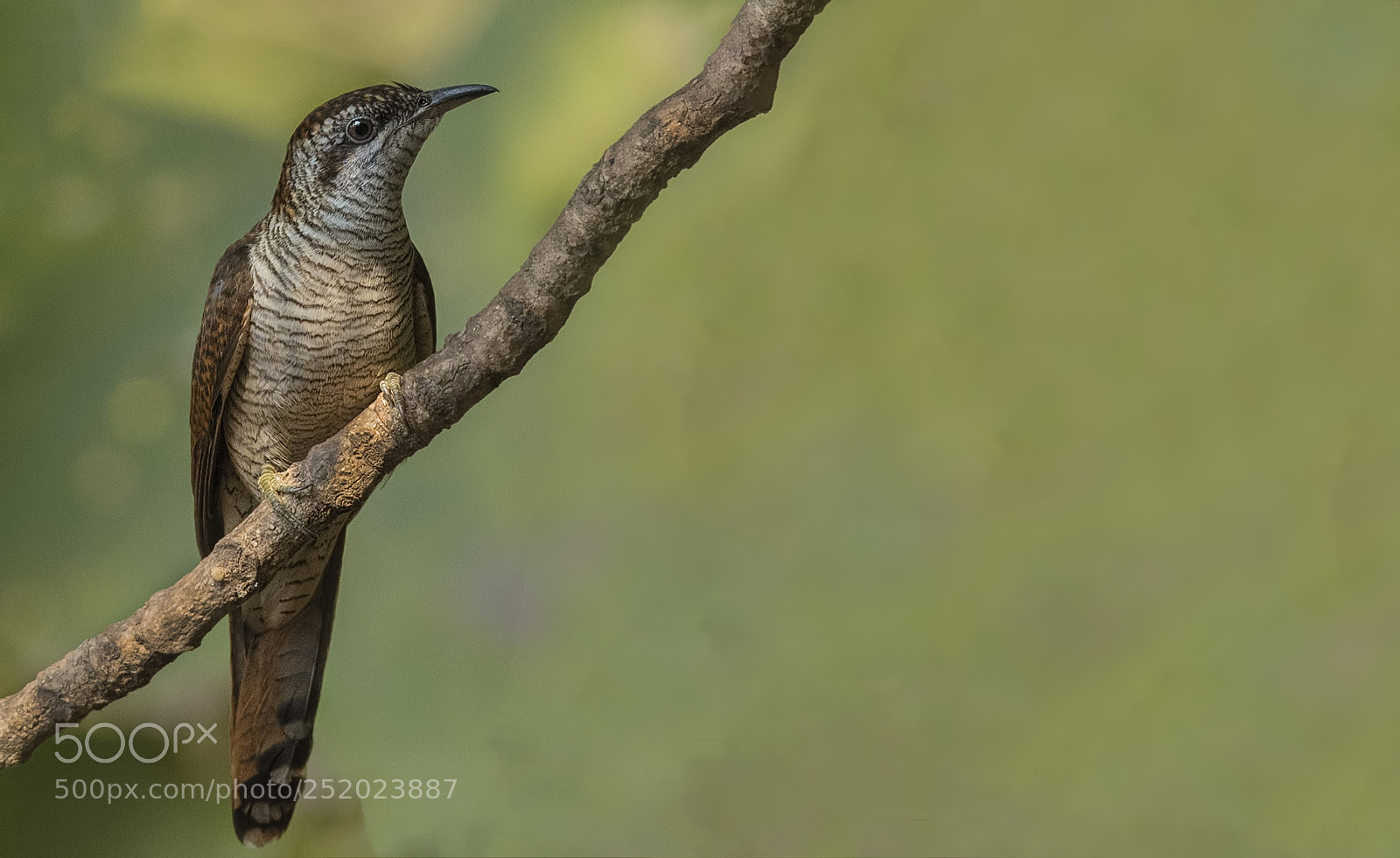 Nikon D500 sample photo. Banded bay cuckoo photography
