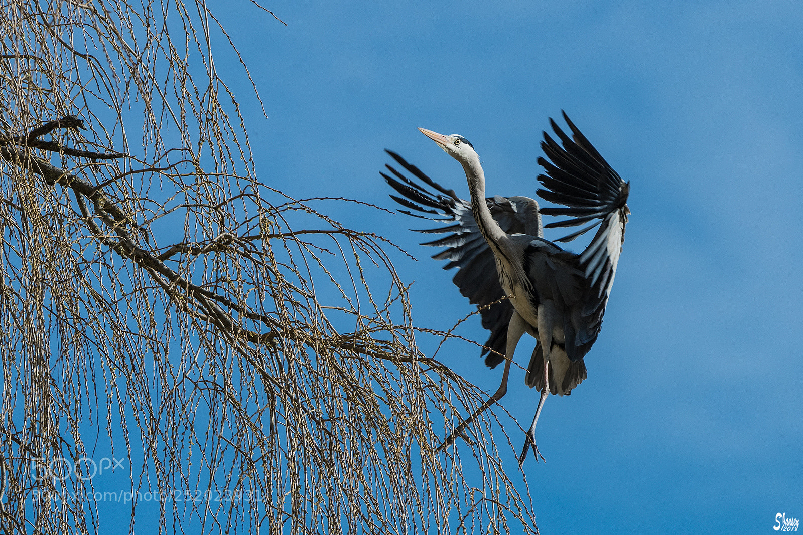 Nikon D500 sample photo. Landing grey heron photography