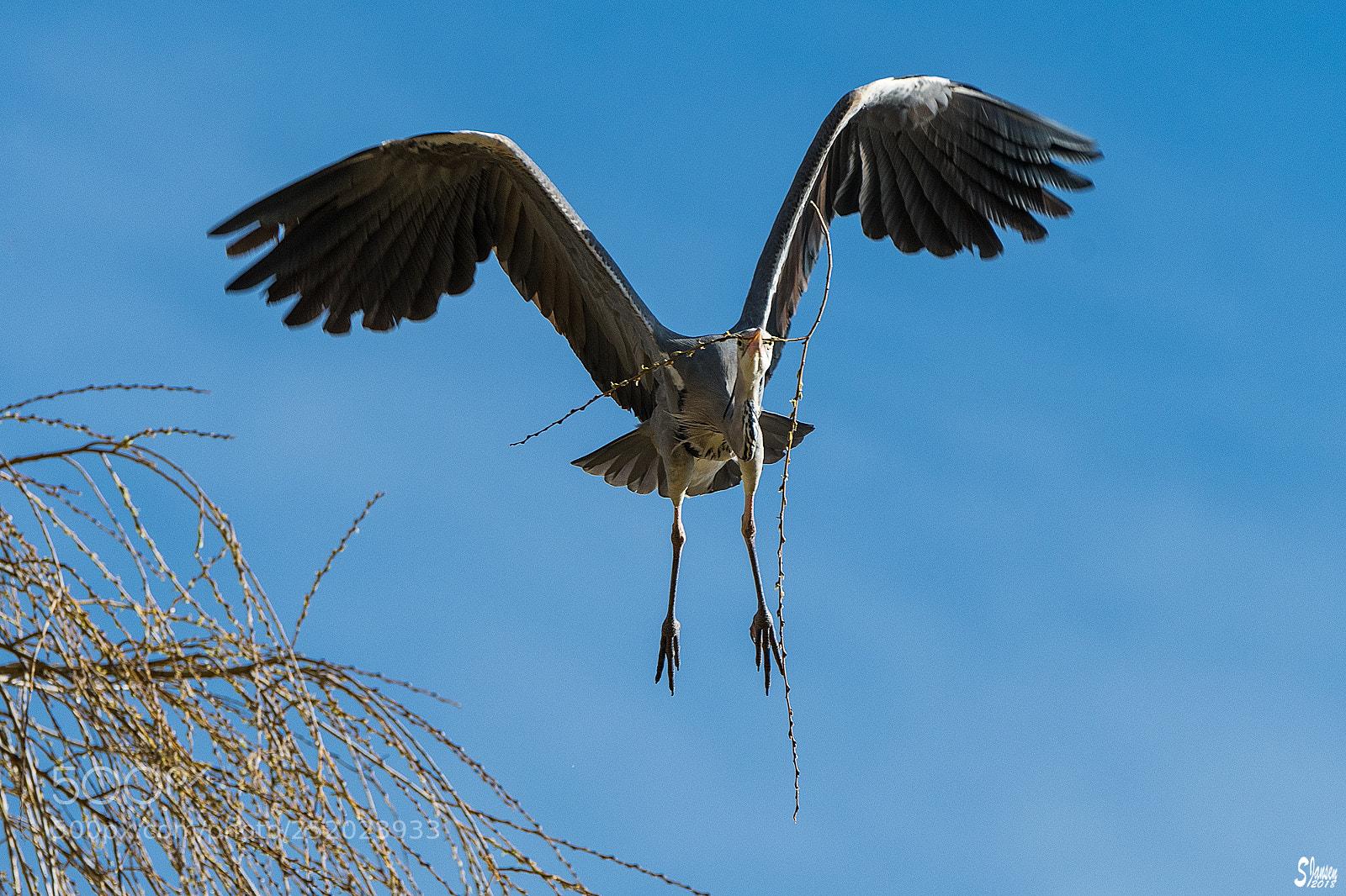 Nikon D500 sample photo. Grey heron with nesting photography