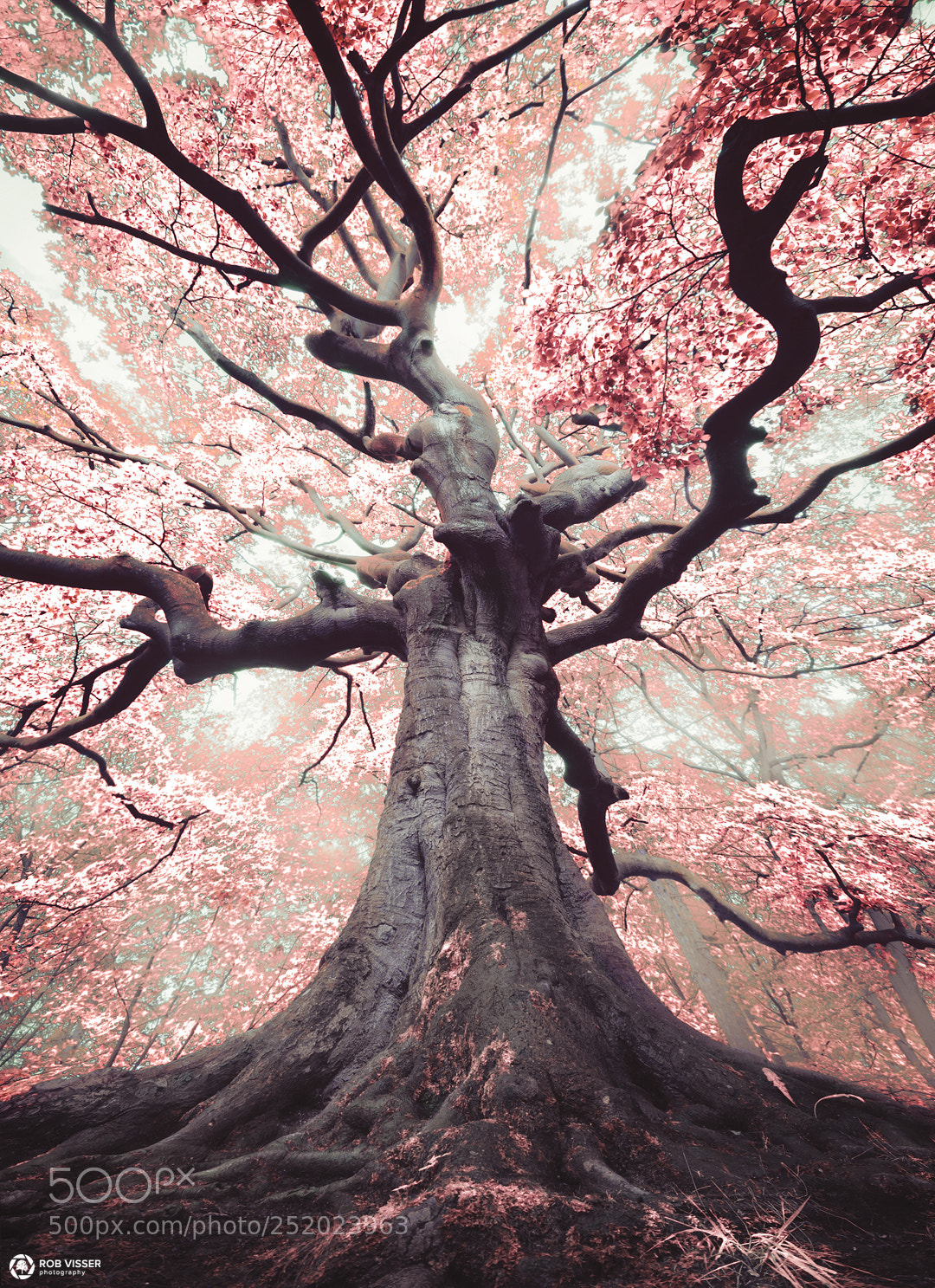 Nikon D5100 sample photo. The blossomed witch photography