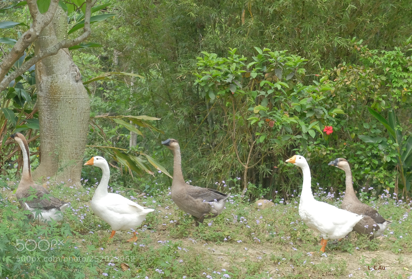 Fujifilm X30 sample photo. Geese photography