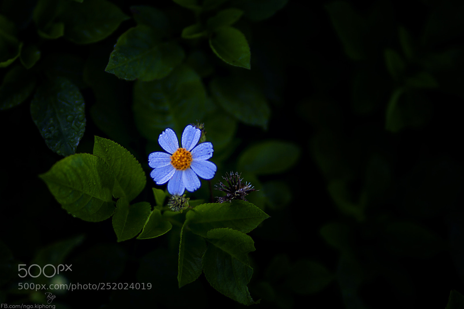 Canon EOS 5D Mark II sample photo. Wildflowers photography