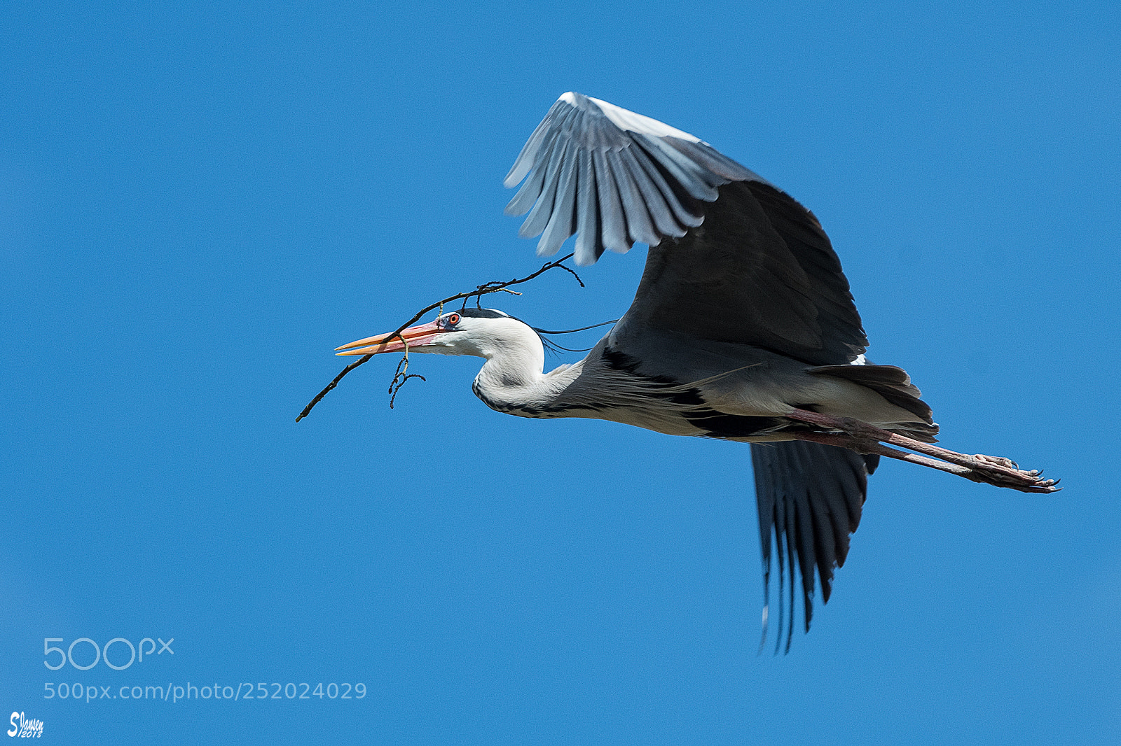 Nikon D500 sample photo. Red-eyed grey heron photography