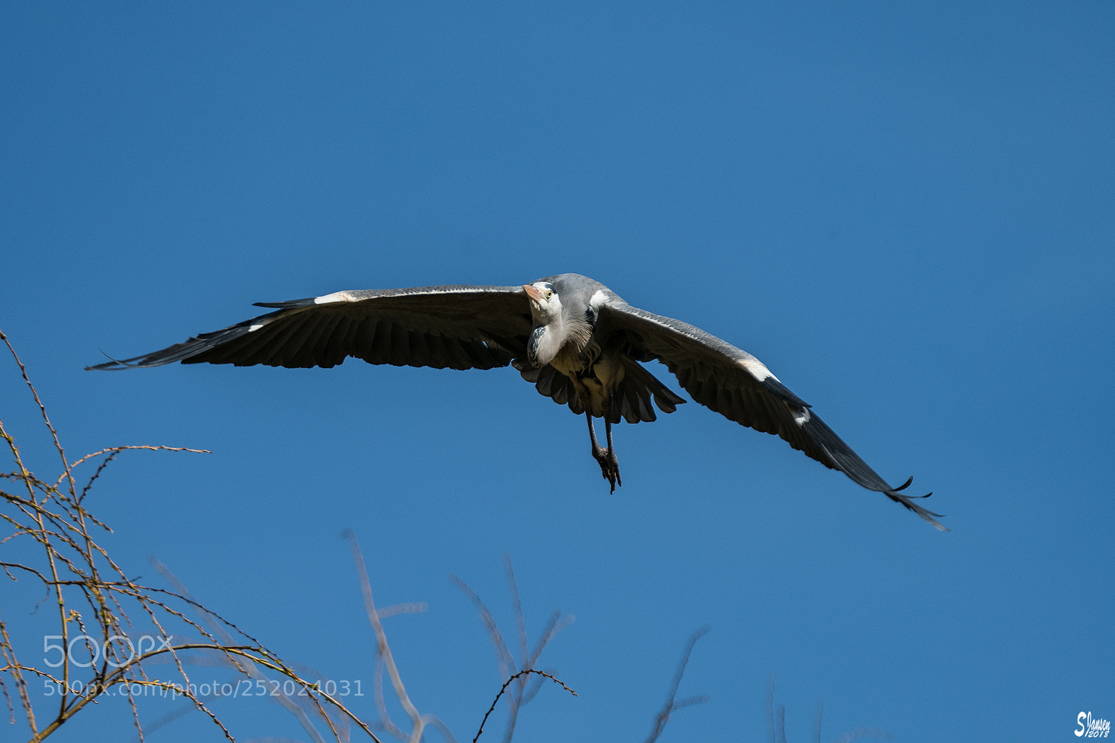 Nikon D500 sample photo. Grey heron photography