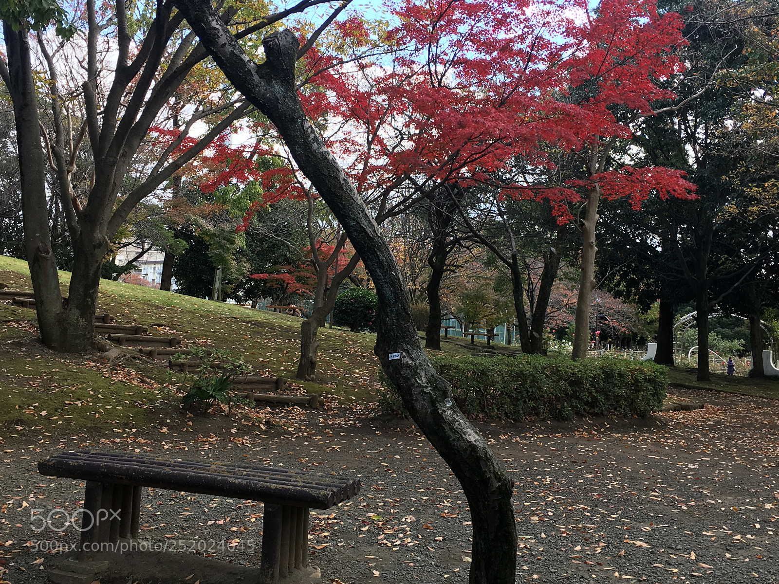 Apple iPhone 6s Plus sample photo. Img photography