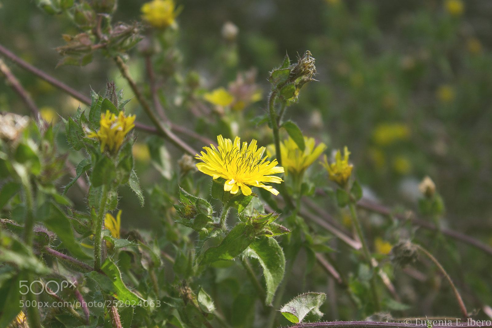 Canon EOS 1200D (EOS Rebel T5 / EOS Kiss X70 / EOS Hi) sample photo. Vida silvestre photography