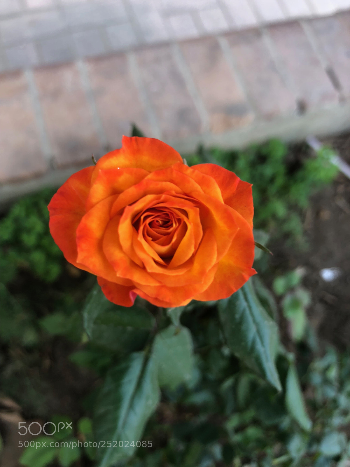 Apple iPhone 8 sample photo. Orange flower photography
