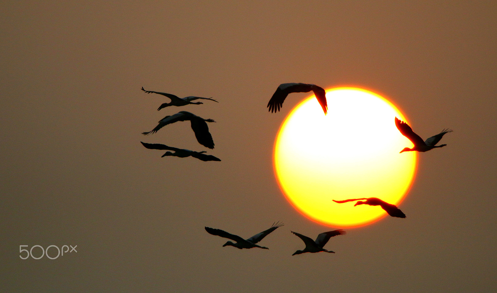 Canon EOS 70D sample photo. Sun and the openbills photography