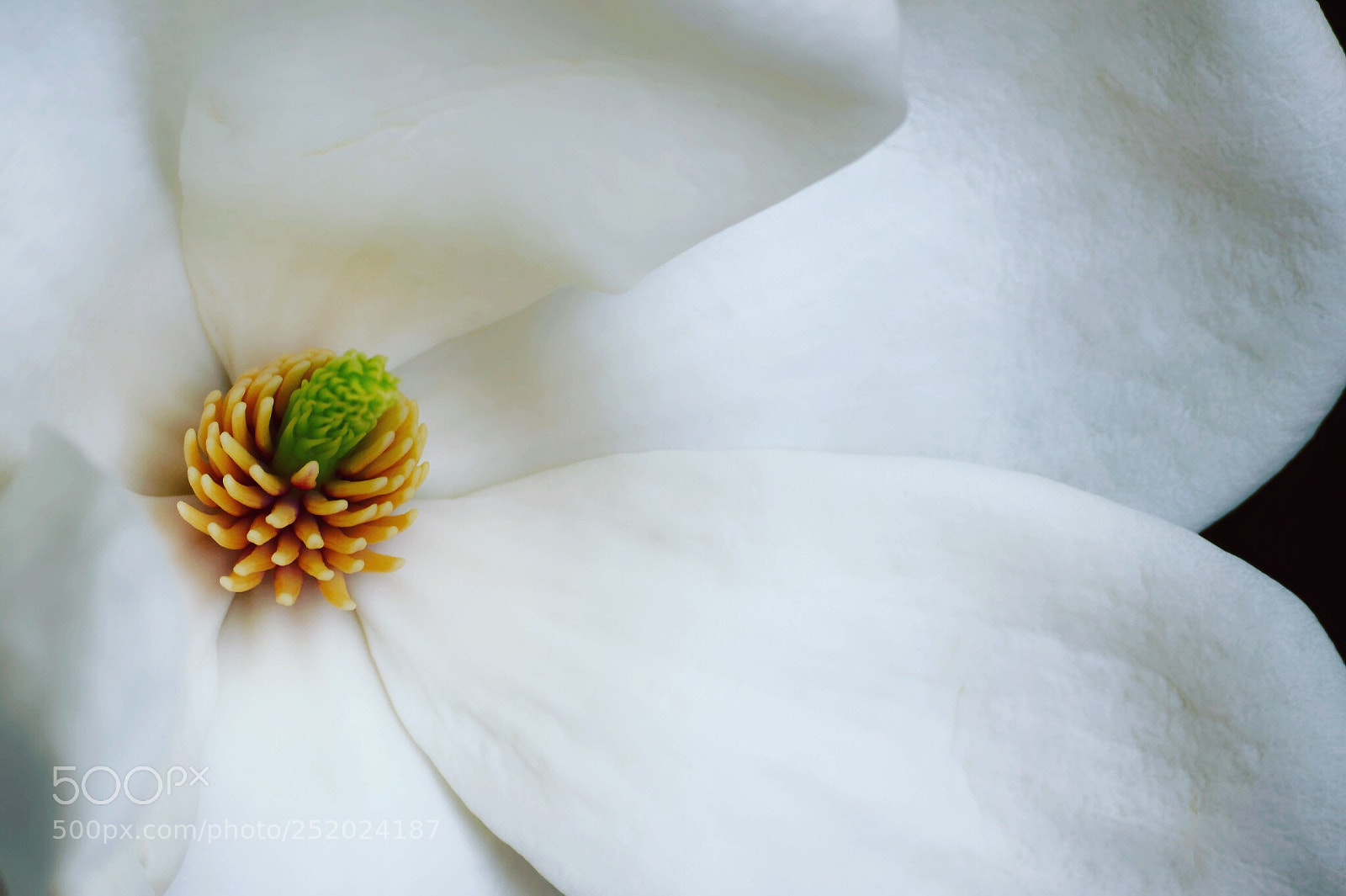 Nikon D3300 sample photo. Inner beauty  photography
