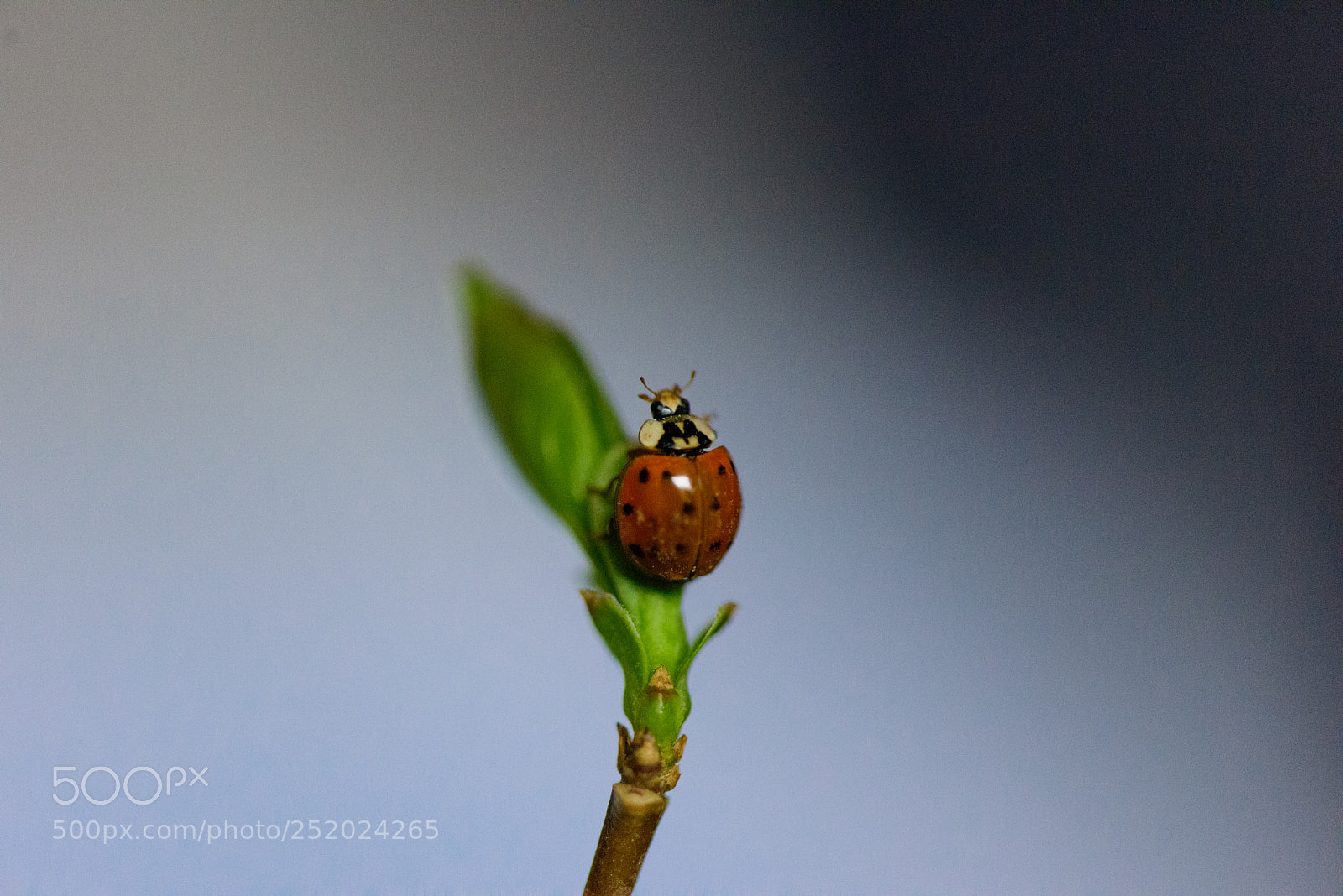 Nikon D810 sample photo. Ladybug photography