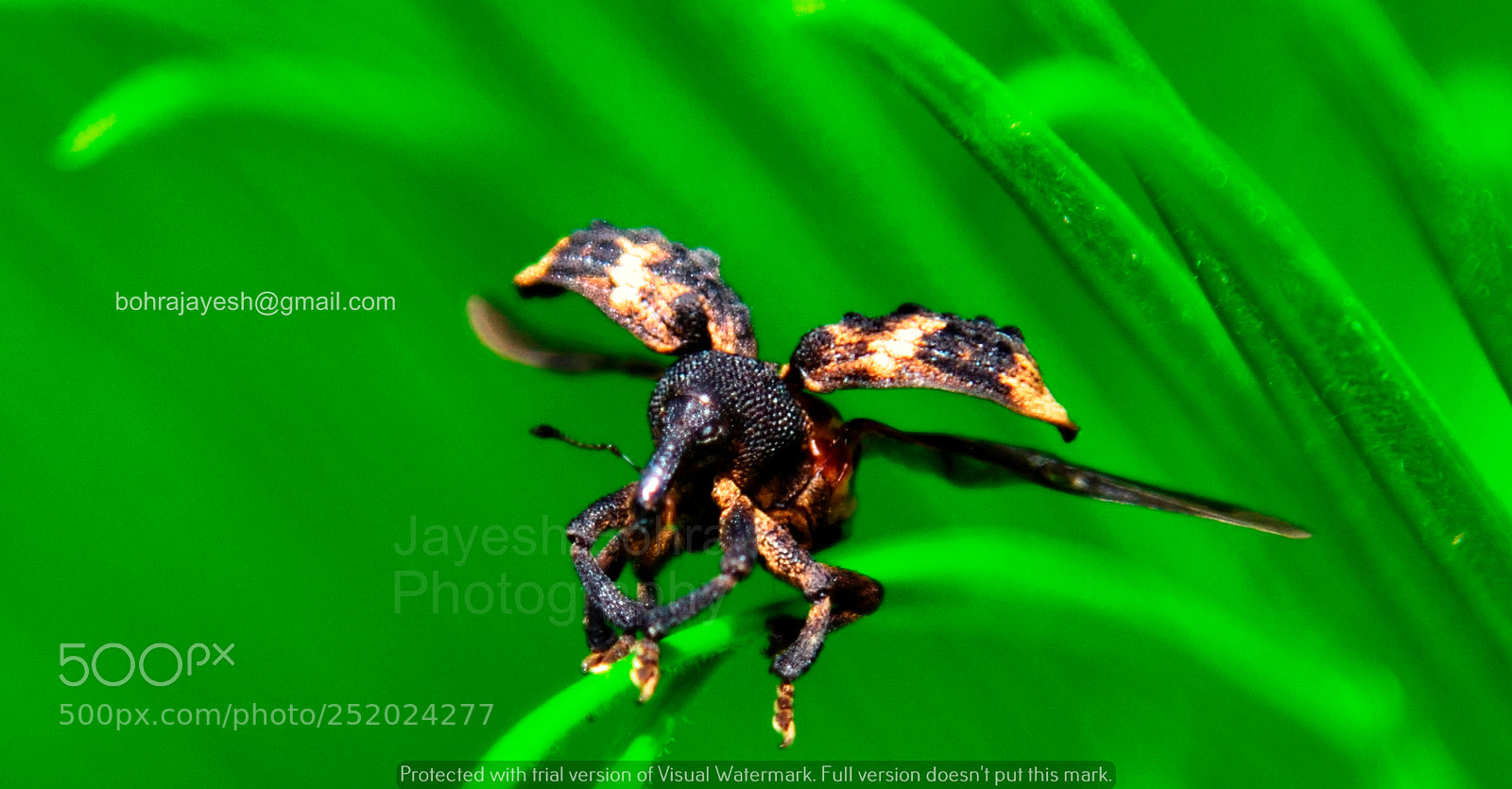 Nikon D810 sample photo. Taking off ! photography