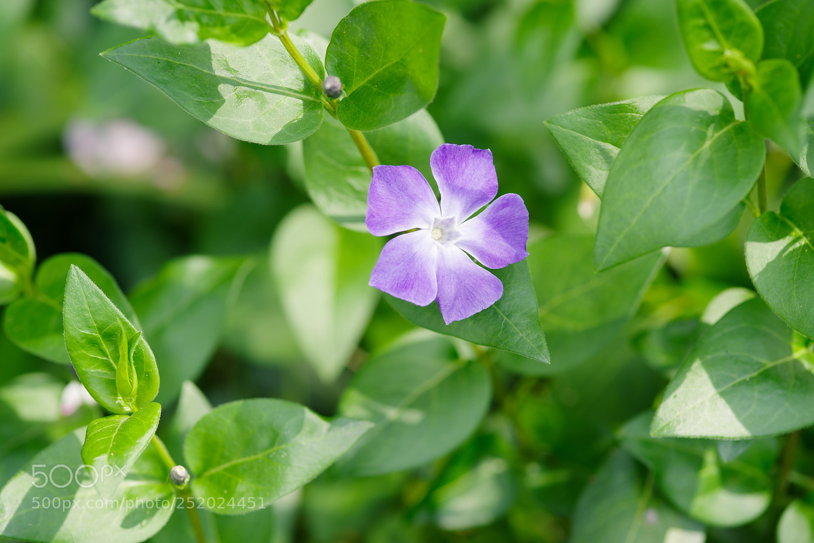 Pentax K-1 sample photo. Flower -vinca- photography