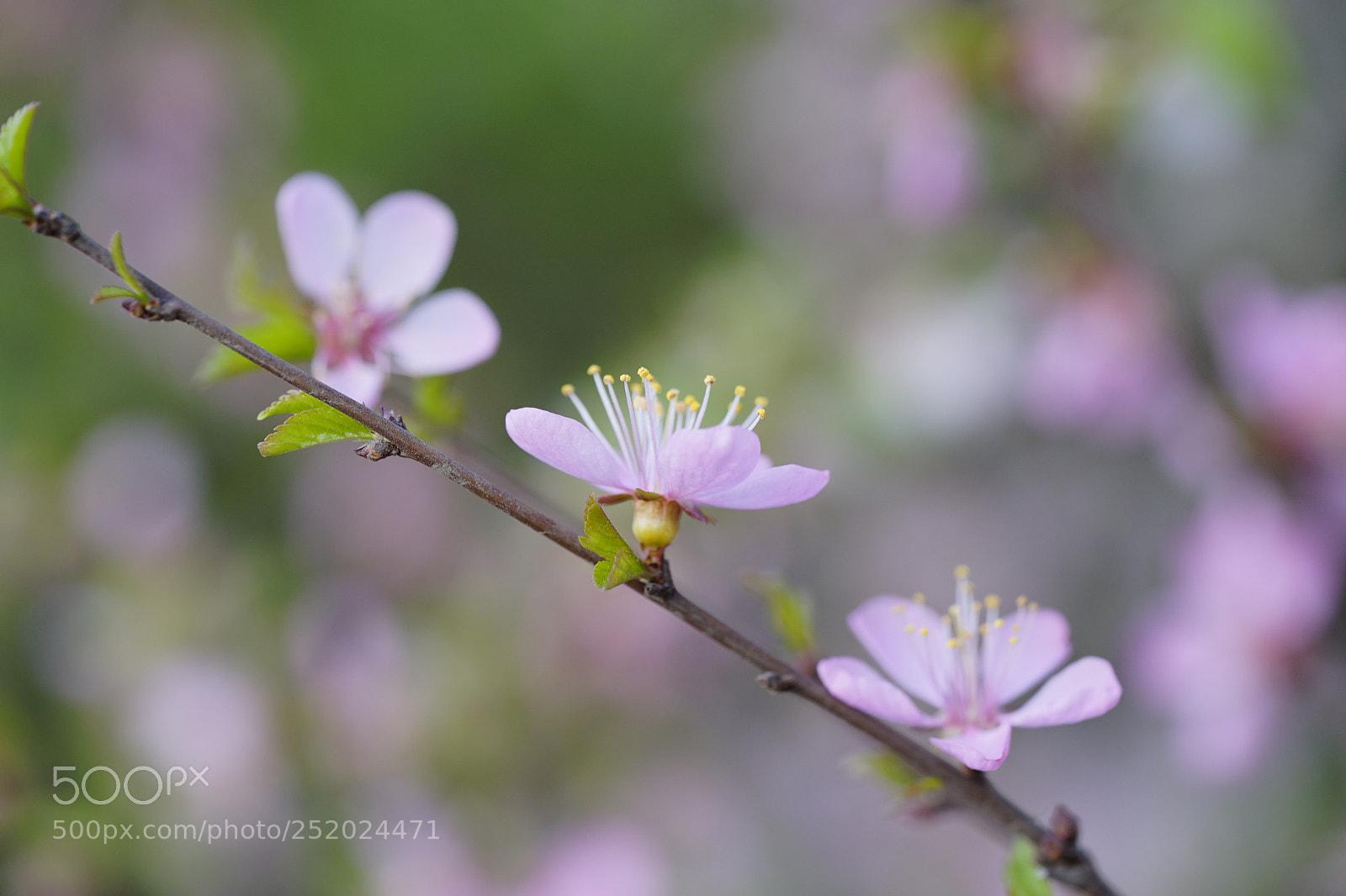 Sony a7 II sample photo. 清芳 photography