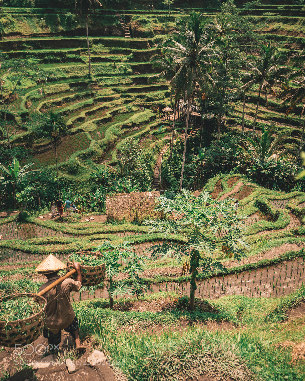 Sony a7R III sample photo. Rice terrace photography
