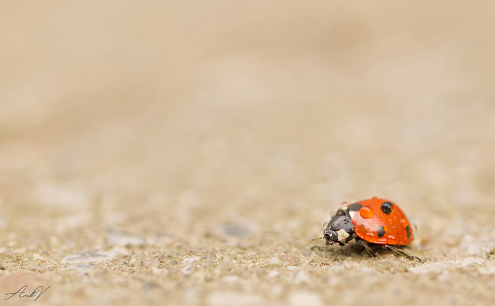 Olympus PEN E-PL1 sample photo. Ladybug photography