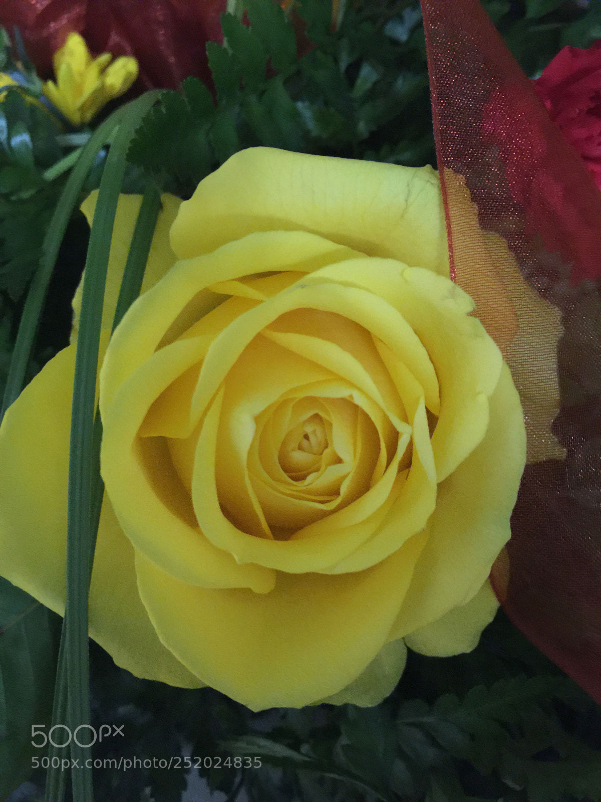 Apple iPhone 6 Plus sample photo. Today’s flower ?  photography