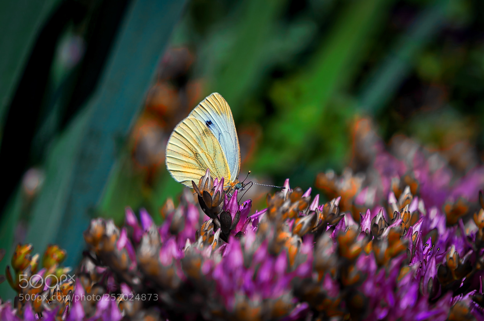 Sony Alpha NEX-5N sample photo. Butterfly waiting photography