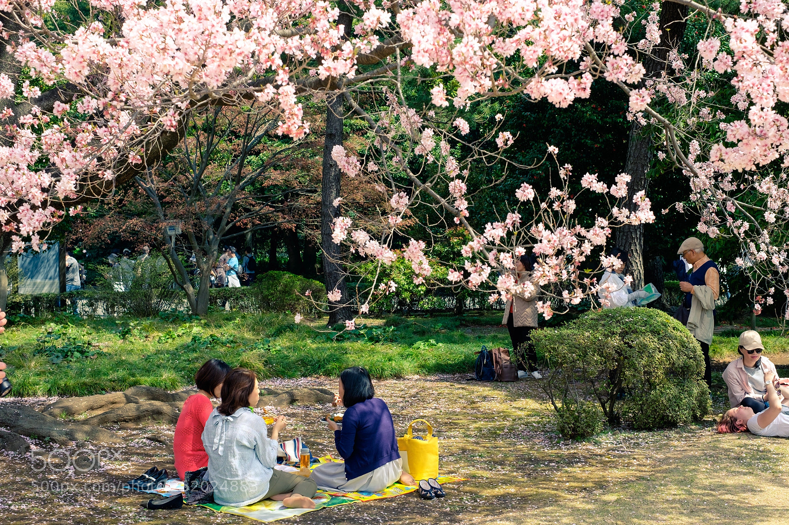 Fujifilm X-E2S sample photo. Hanami photography