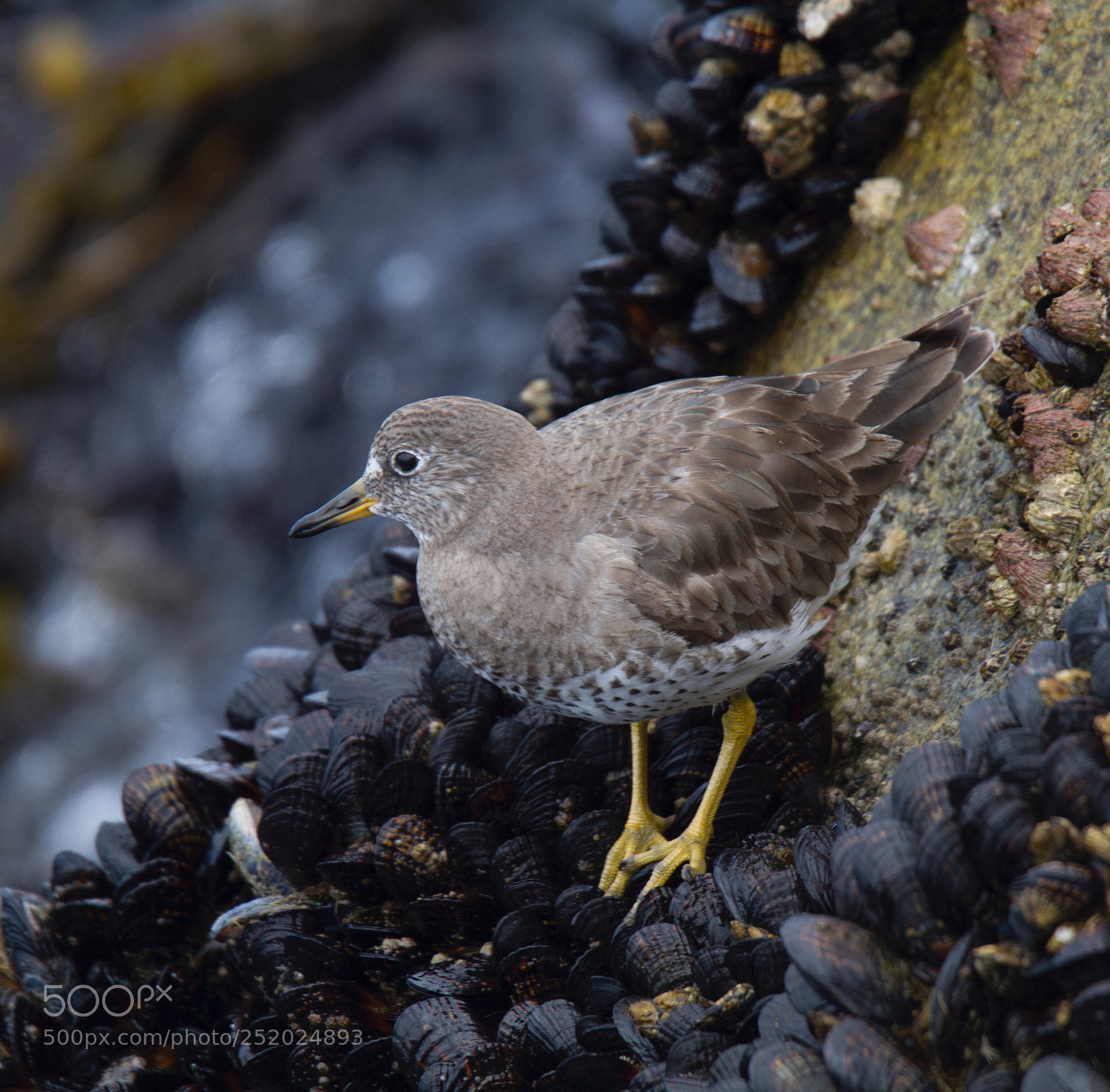 Canon EOS 7D sample photo. Surfbird, monterey ca photography