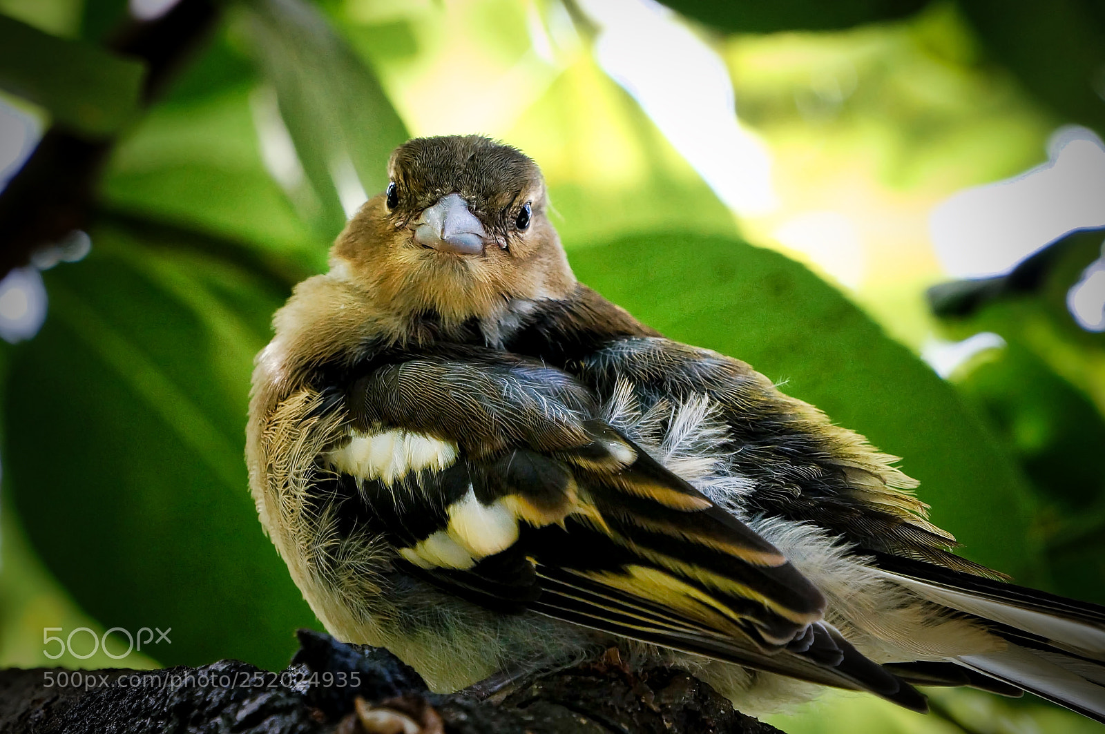 Sony Alpha NEX-5N sample photo. Direct look photography