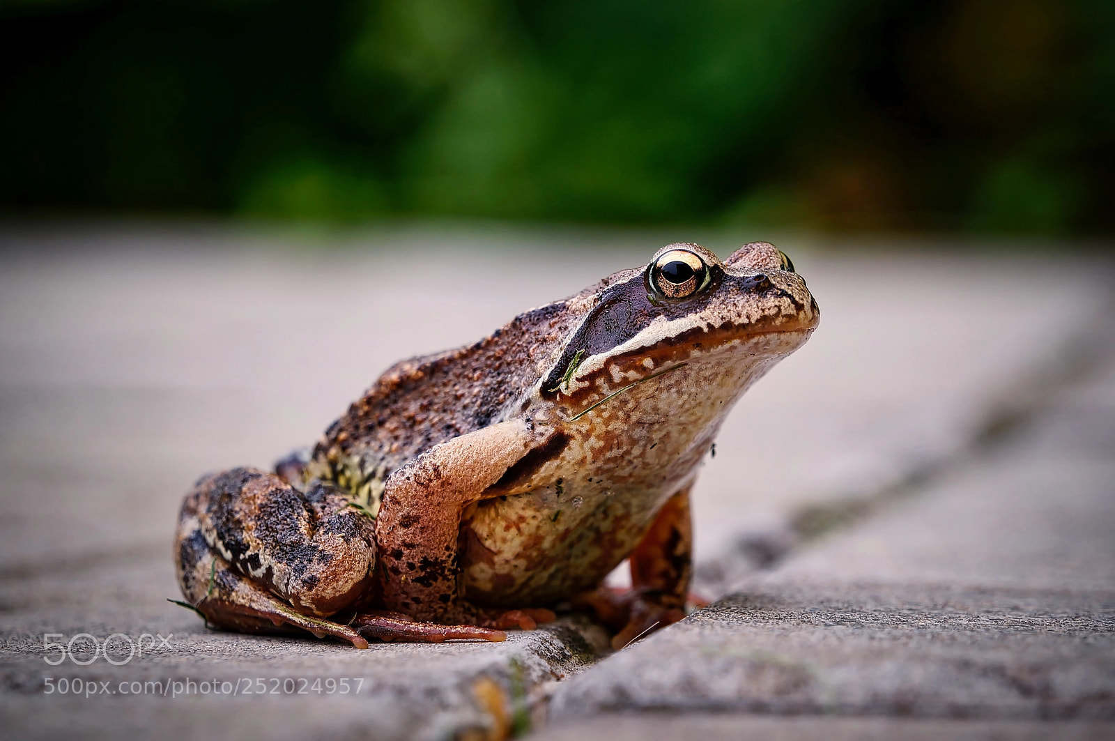 Sony Alpha NEX-5N sample photo. A frog has beauty photography