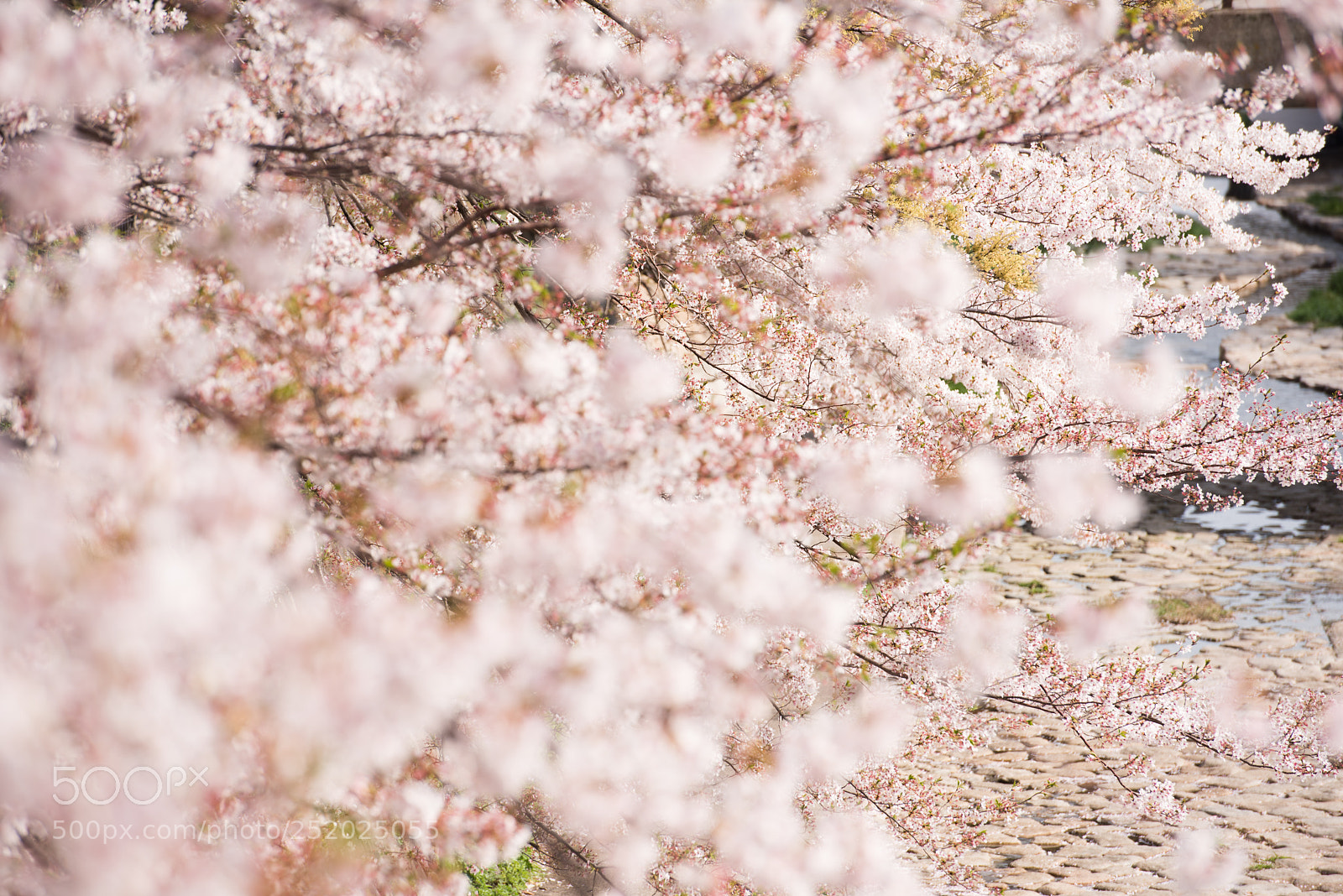 Nikon D810 sample photo. Gorgeous photography
