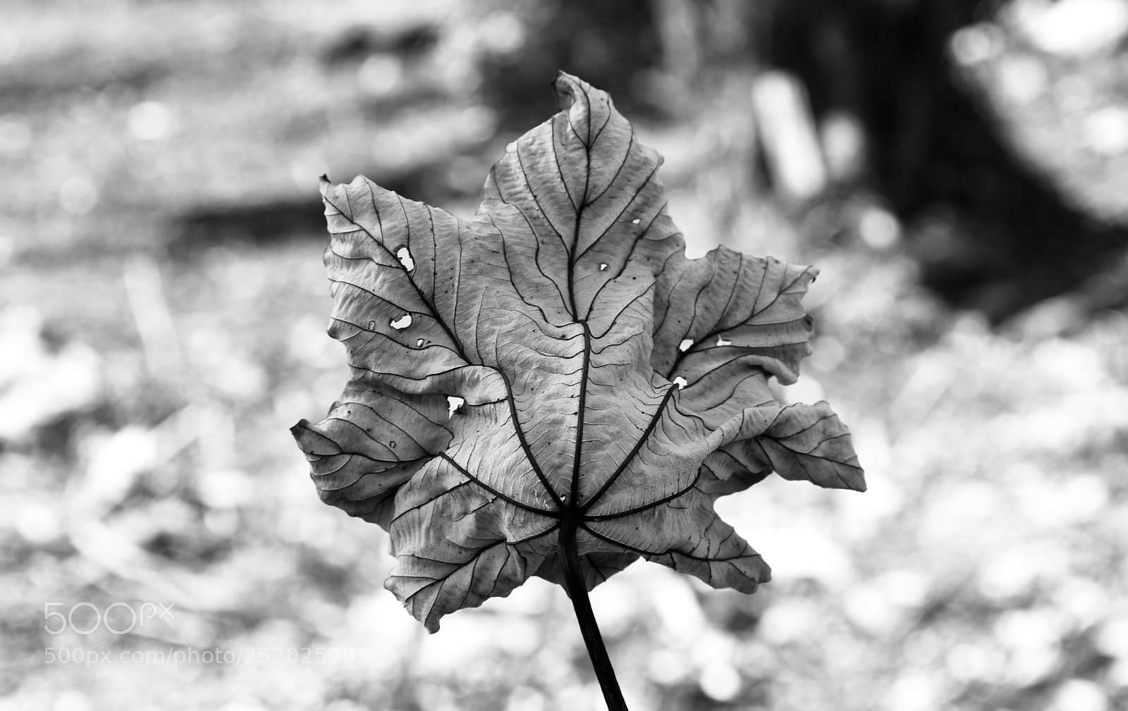 Nikon D3400 sample photo. Yagrumo photography