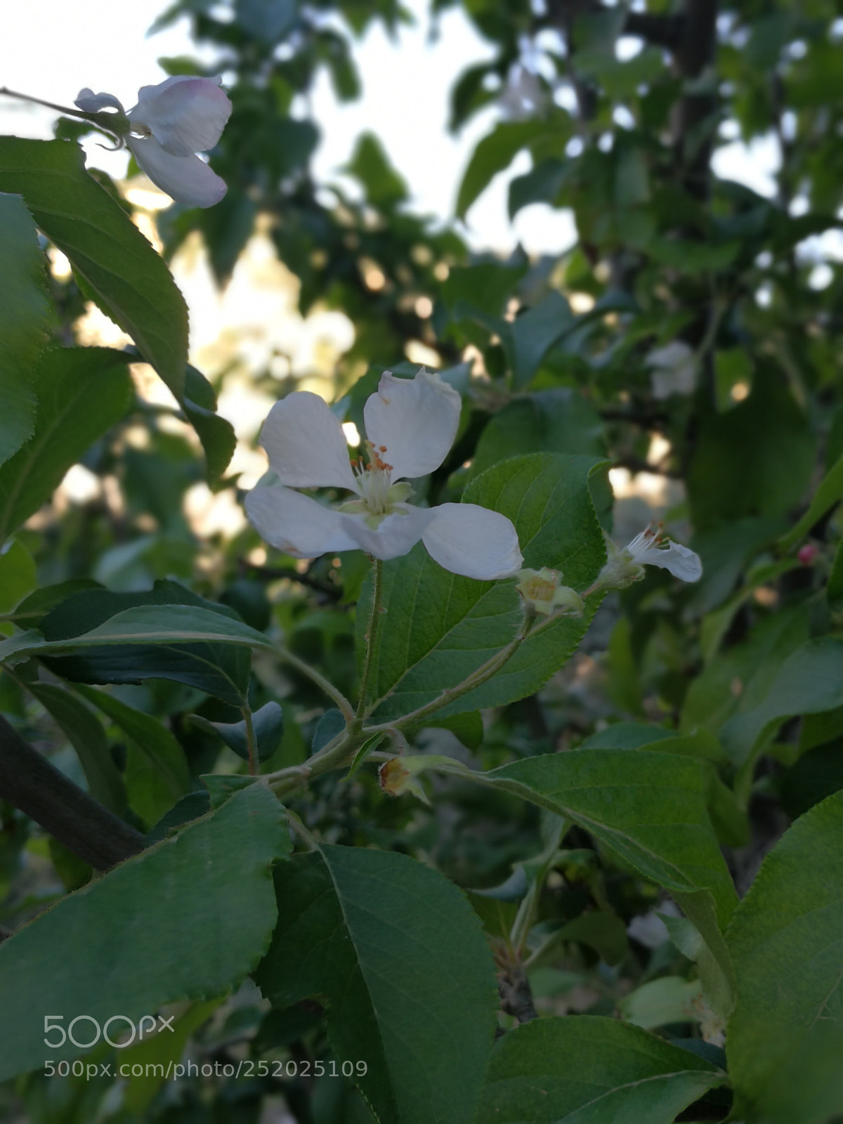 HUAWEI Mate 9 sample photo. Untitled photography