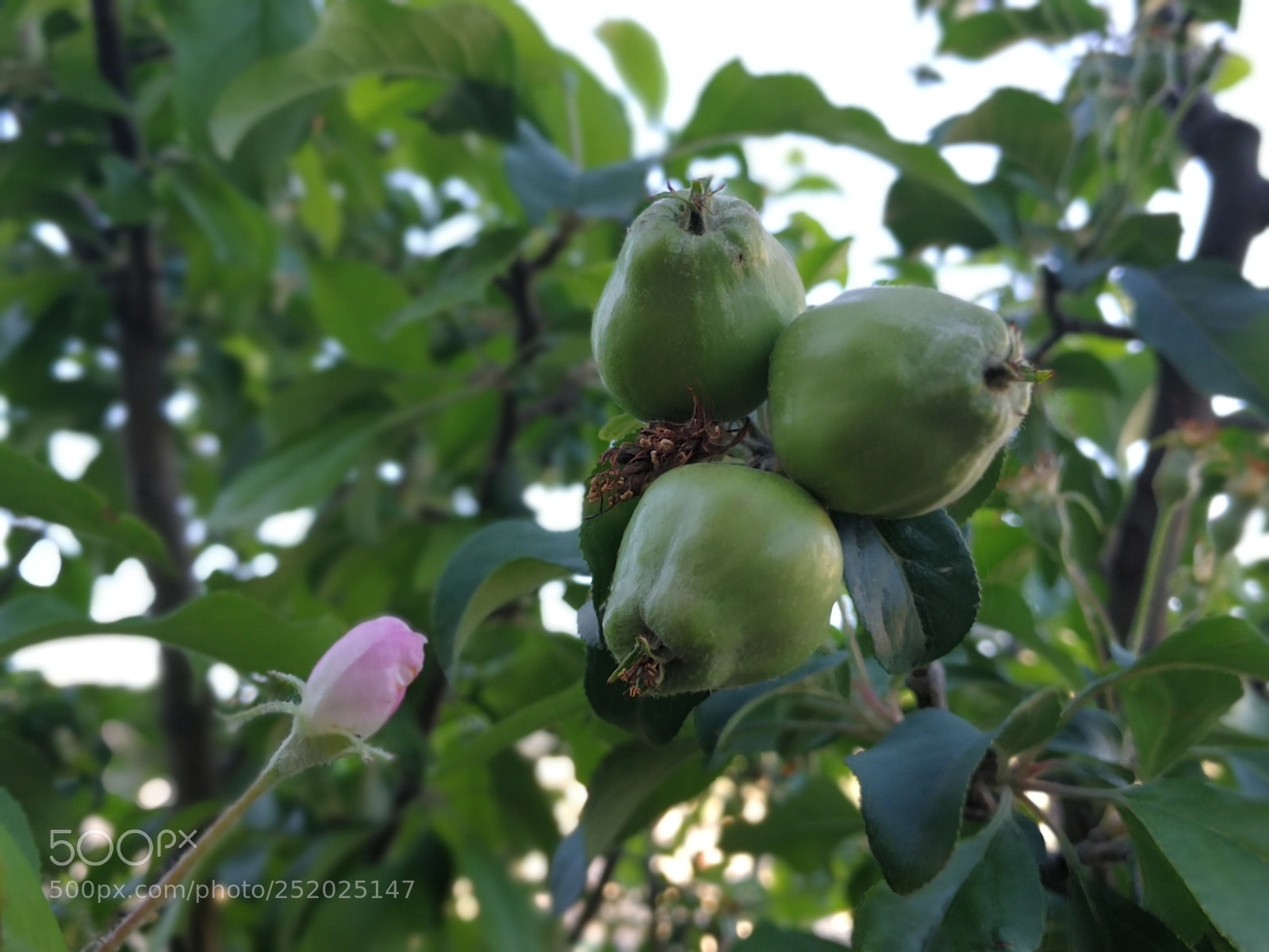 HUAWEI Mate 9 sample photo. Untitled photography
