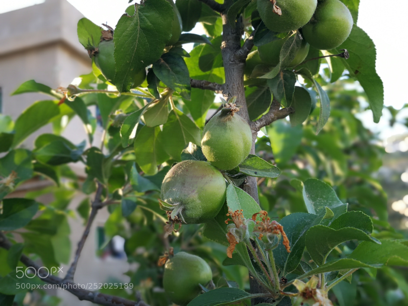 HUAWEI Mate 9 sample photo. Untitled photography