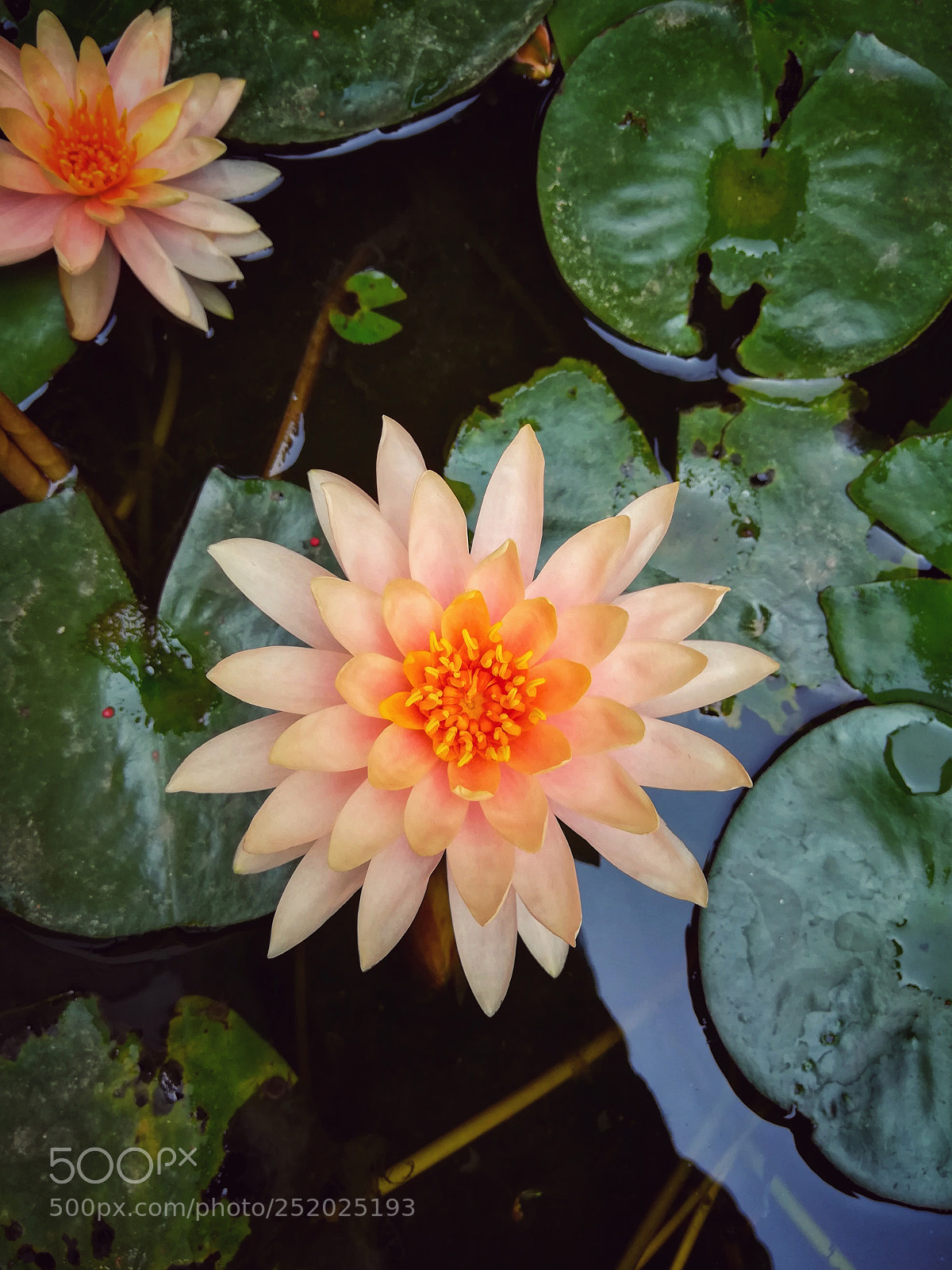 HUAWEI honor 6x sample photo. Lotus bloom photography