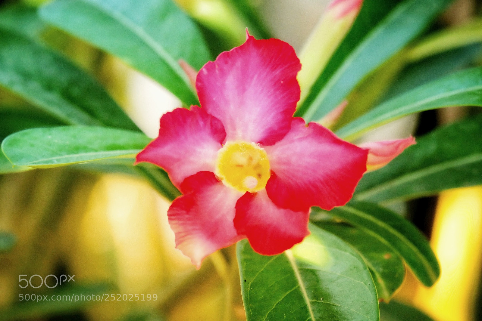 Fujifilm X-T10 sample photo. Gumamela photography