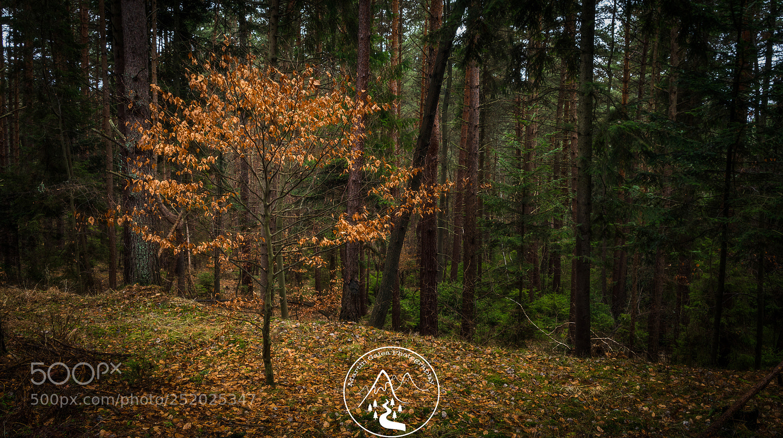 Sony a7R II sample photo. Lost tree photography