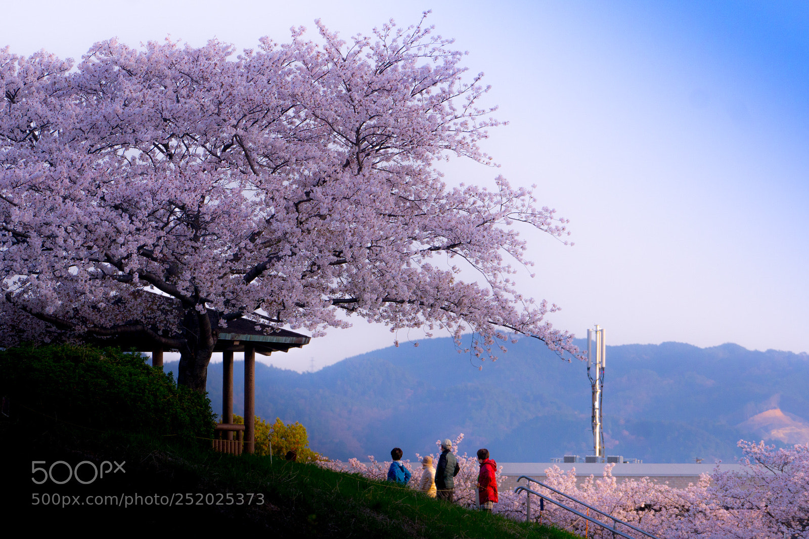 Sony a6000 sample photo. Sakura colors photography