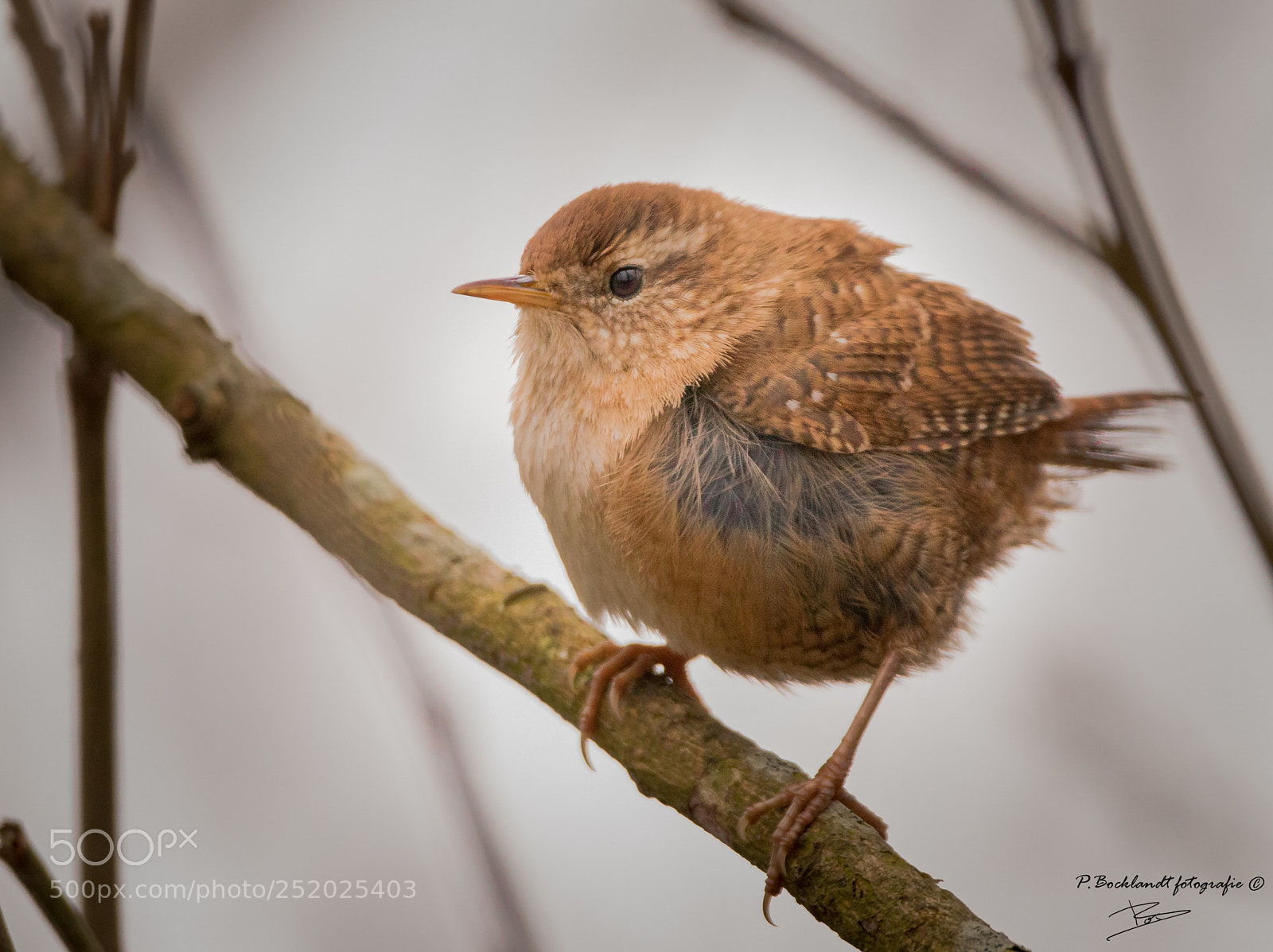 Canon EOS 70D sample photo. Winter wren photography