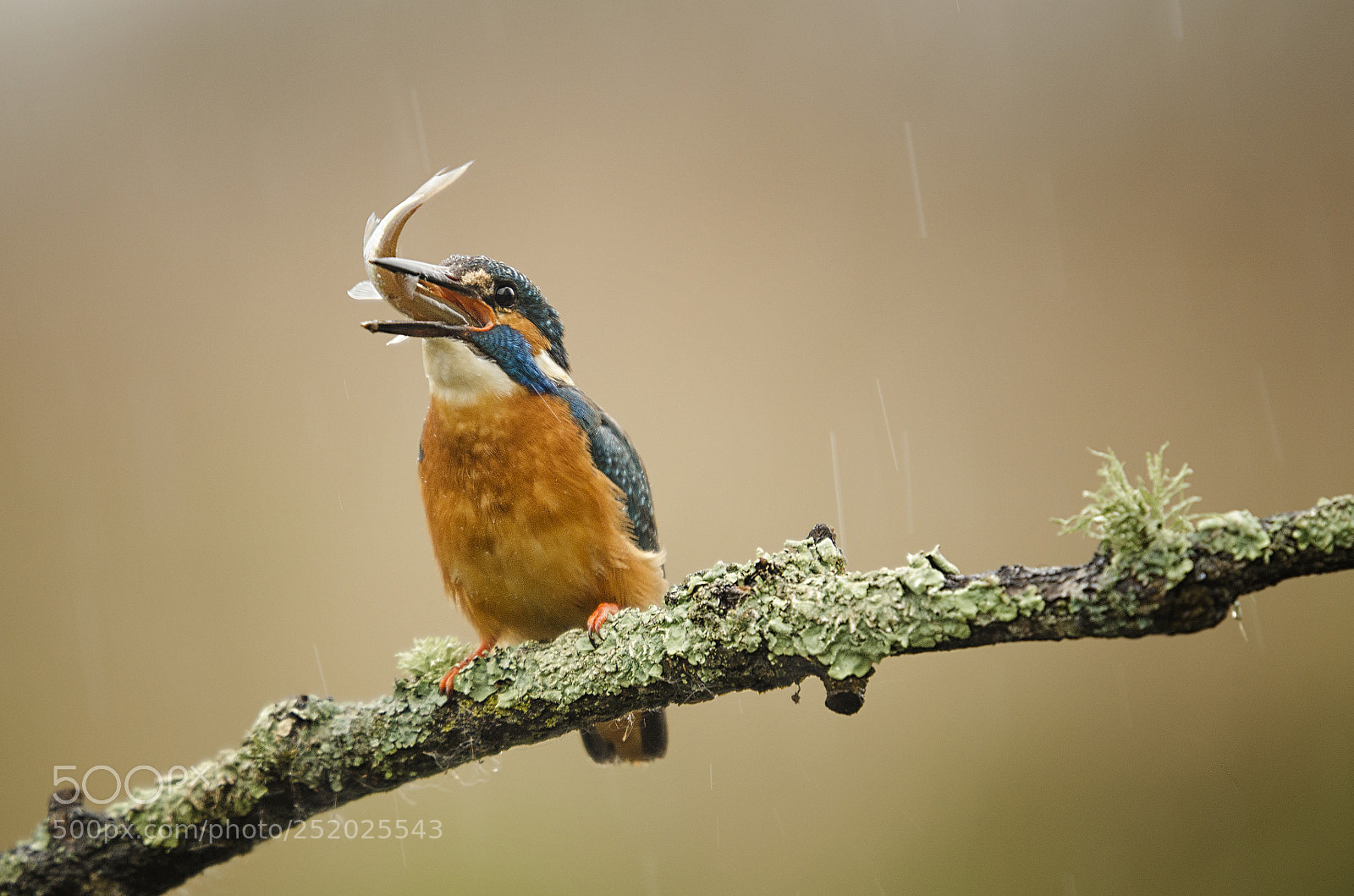 Nikon D7000 sample photo. Kingfisher eating fish photography