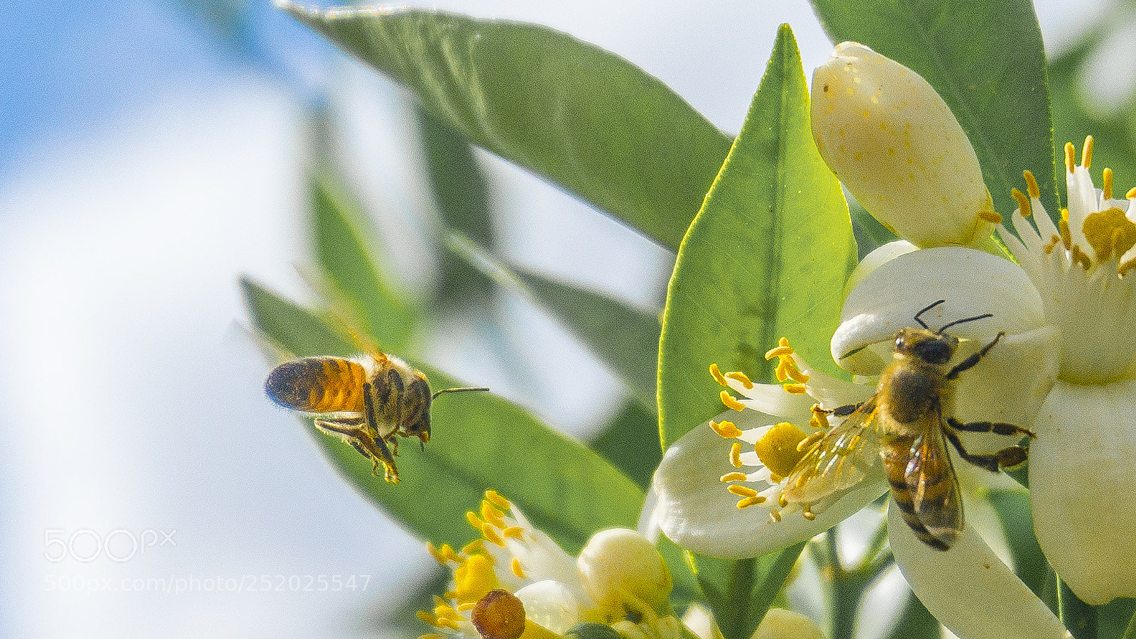 Sony a6000 sample photo. Fly my pretties photography
