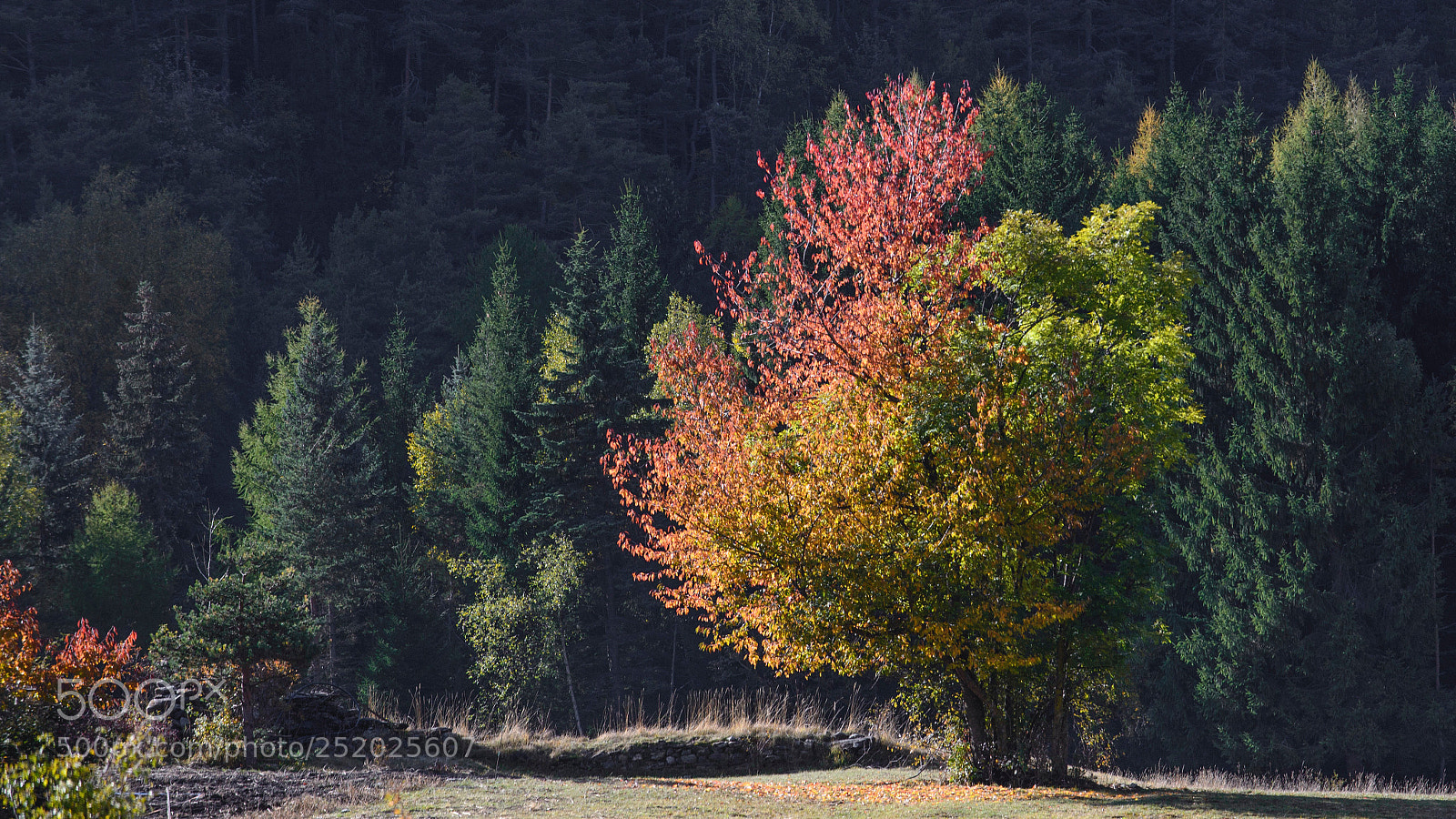 Nikon D610 sample photo. Untitled photography