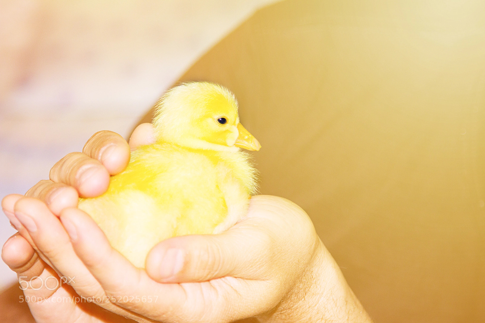 Canon EOS 7D sample photo. Beautiful little yellow domestic photography