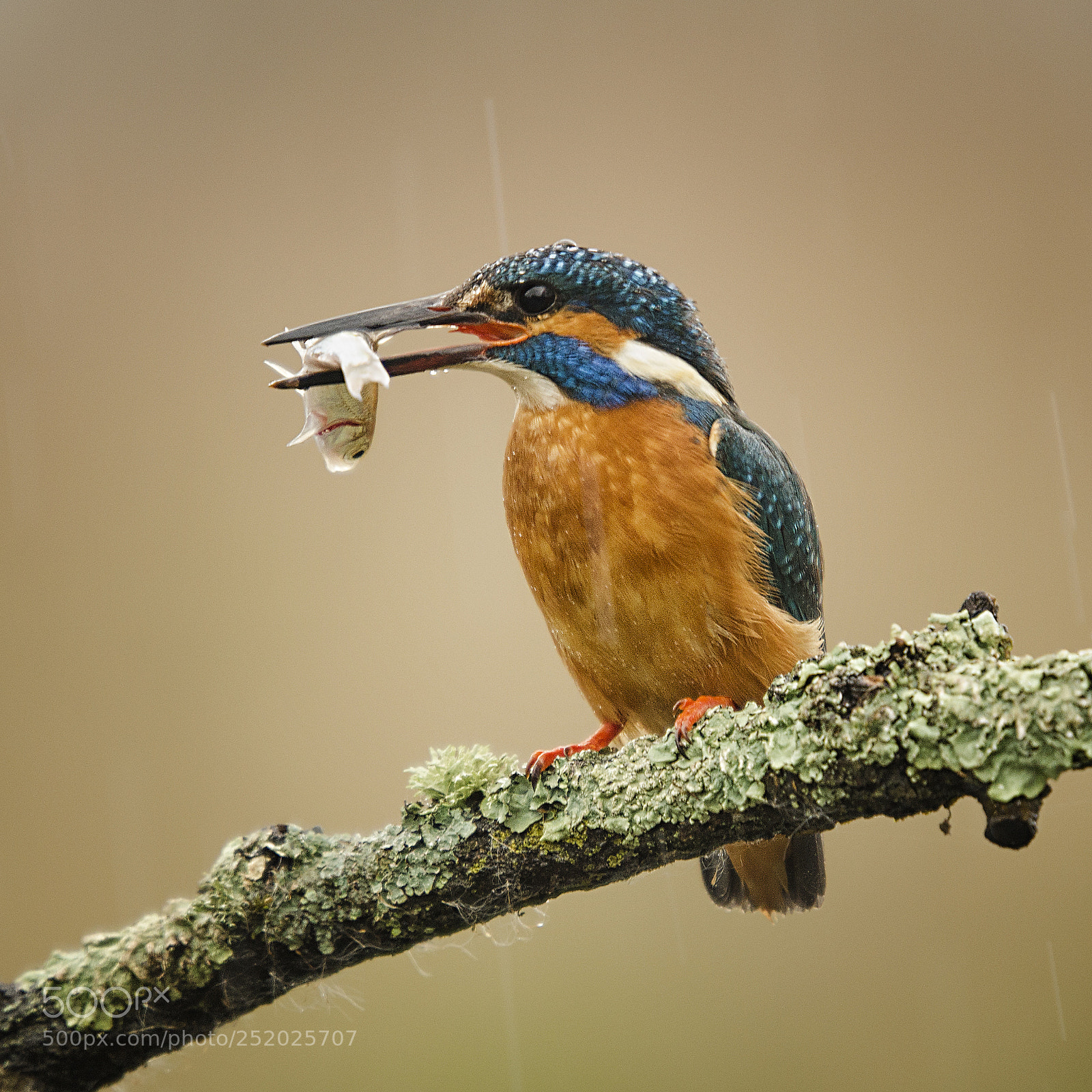 Nikon D7000 sample photo. Kingfisher with catch photography