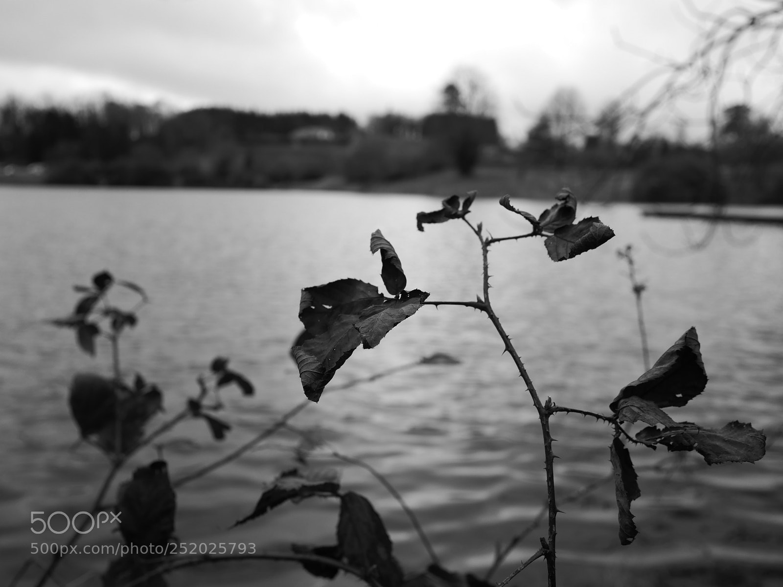 Panasonic Lumix DMC-GX85 (Lumix DMC-GX80 / Lumix DMC-GX7 Mark II) sample photo. Untitled photography