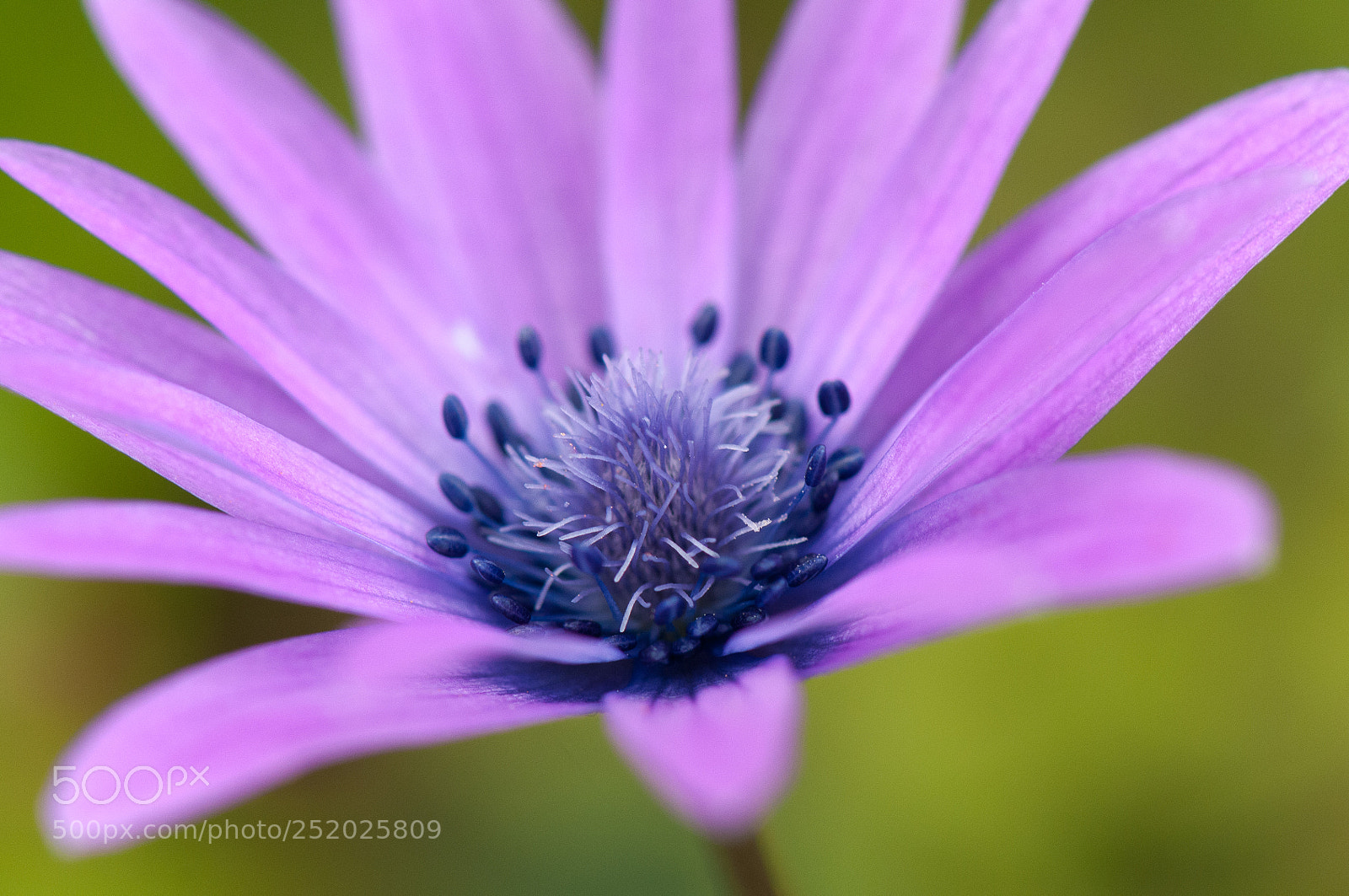 Nikon D300S sample photo. Anemone photography